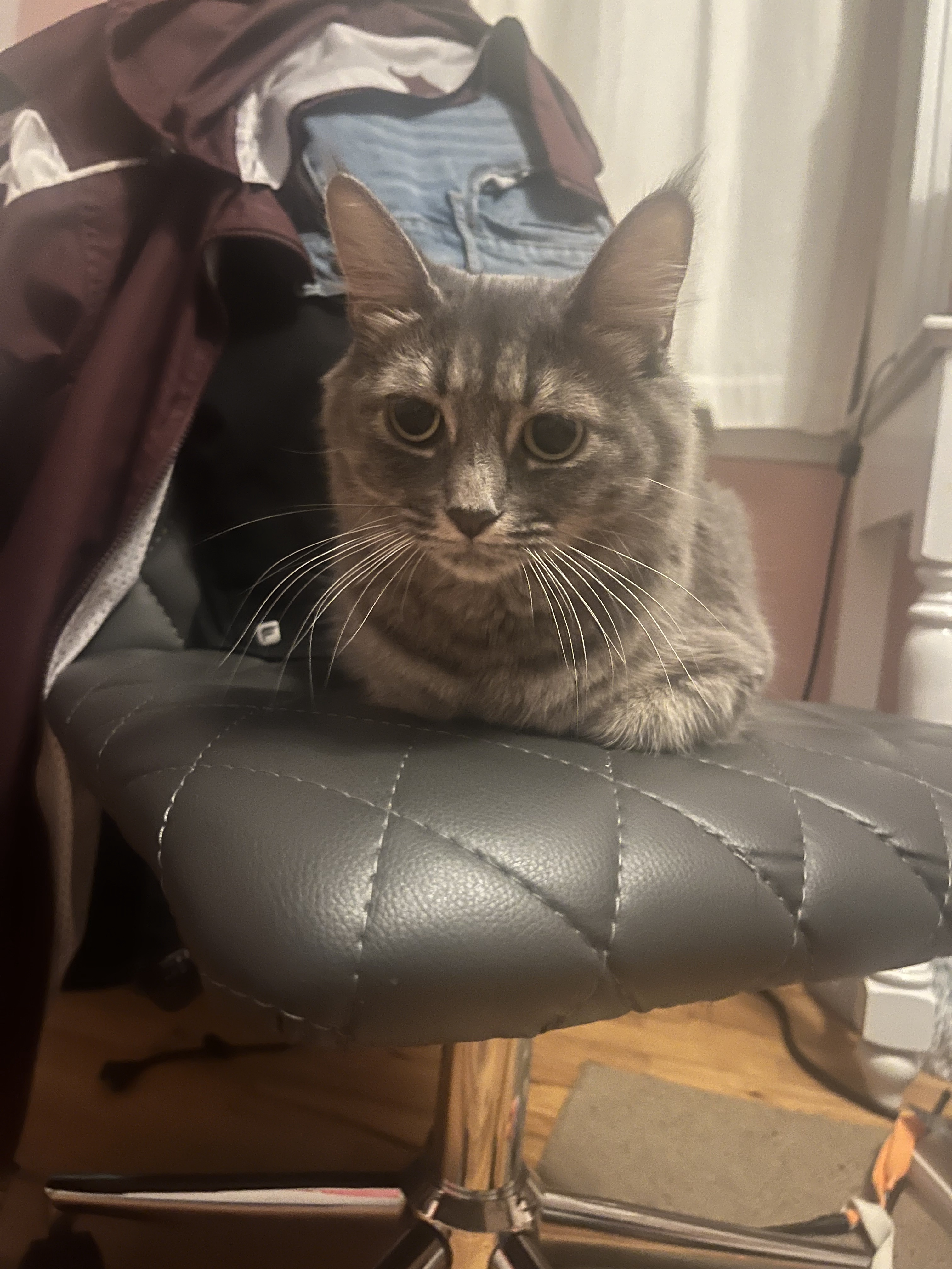 Meet Lana: The Feline Superstar of Greg
