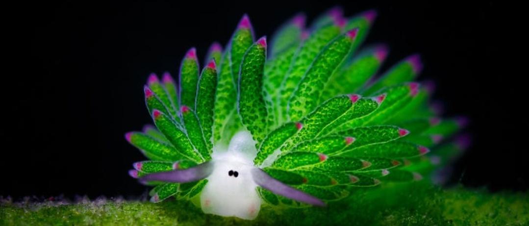 Step Away from the Numbers and Enjoy the Adorable Leaf Sheep