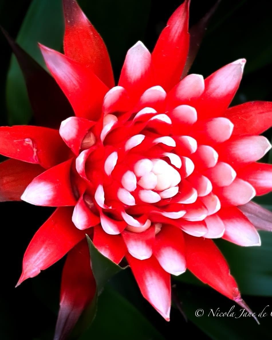 A Beautiful Blooming Flower