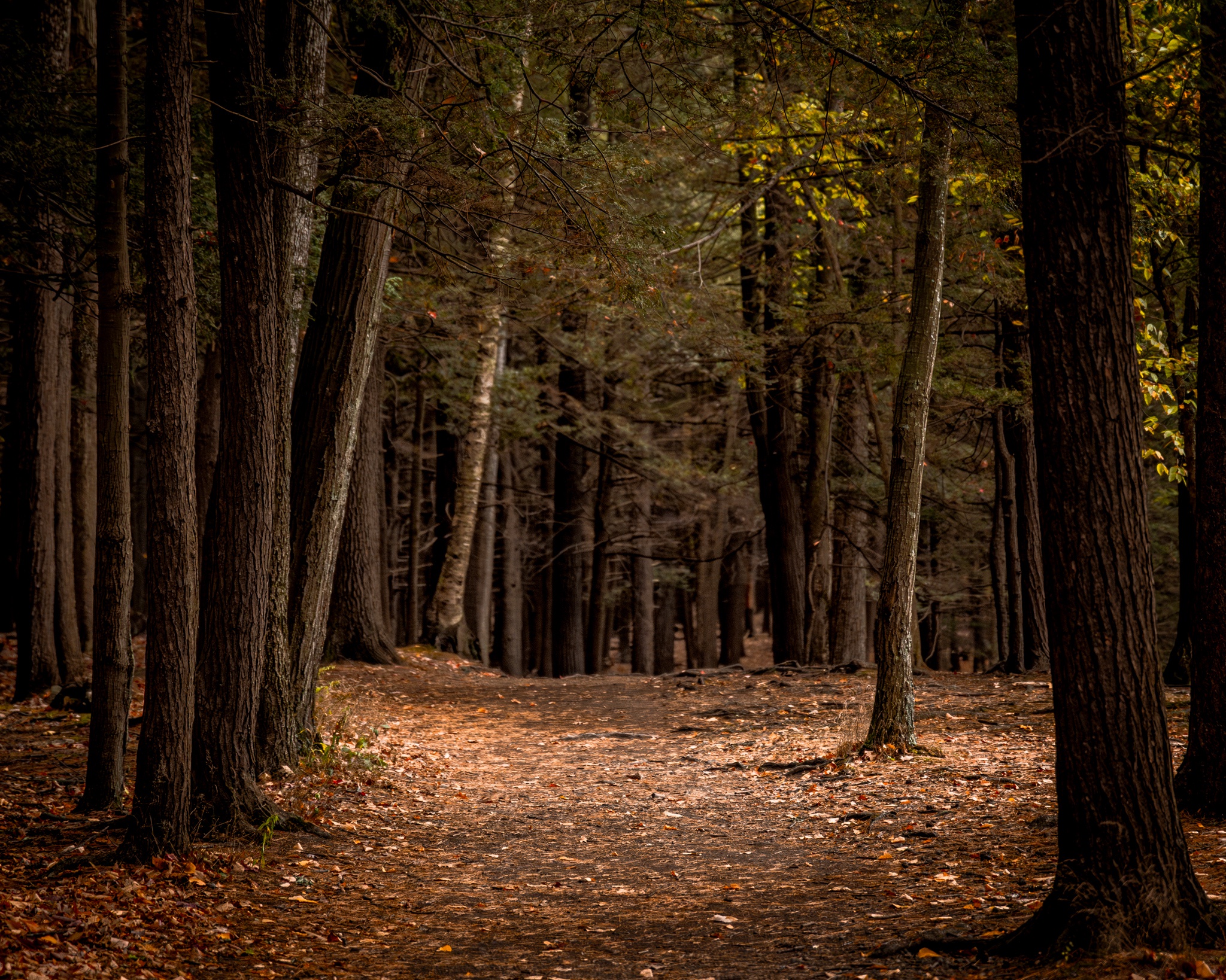 Exploring the mysterious path ahead.