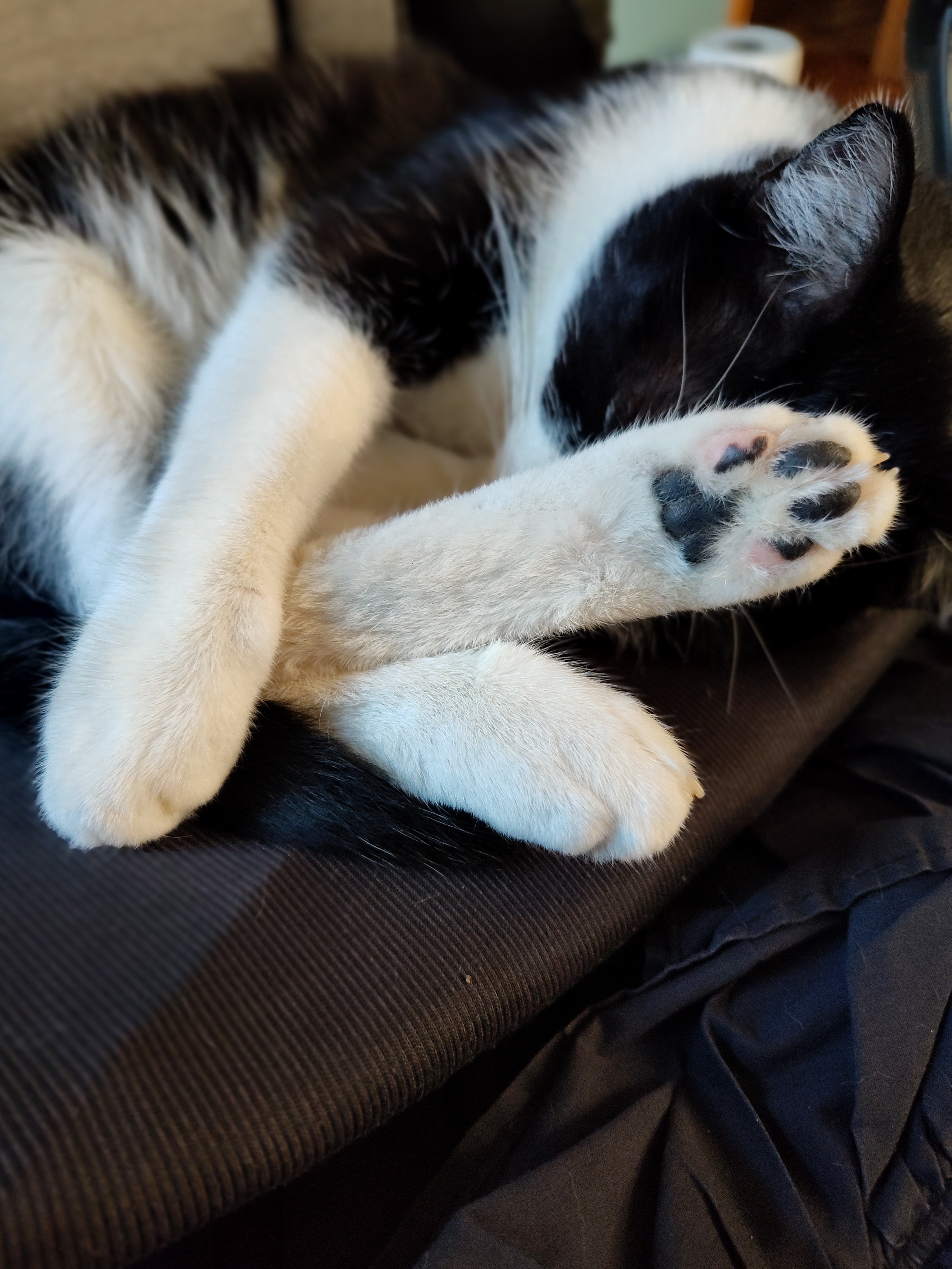 Purrogi is showcasing his beans for all to see!