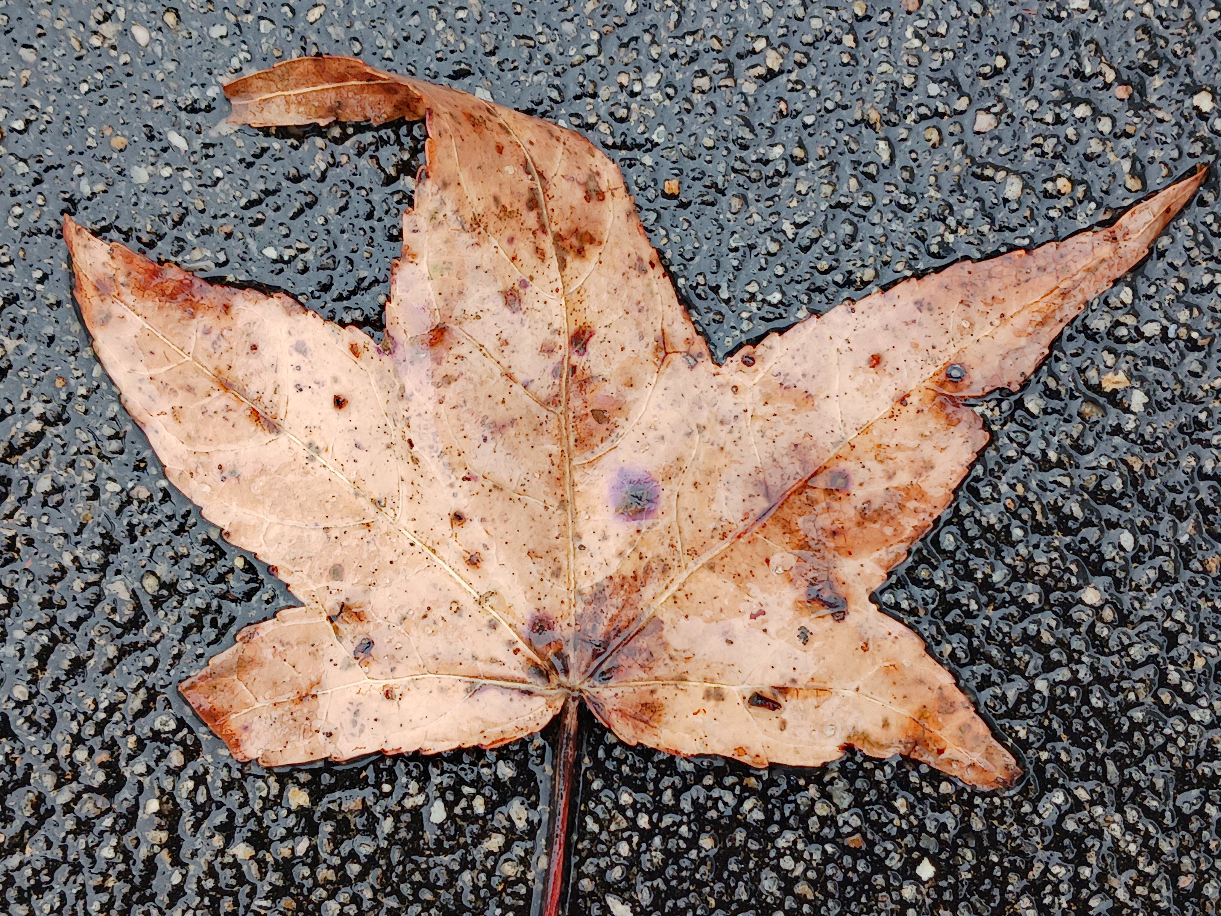 A Leaf Drenched in Rain
