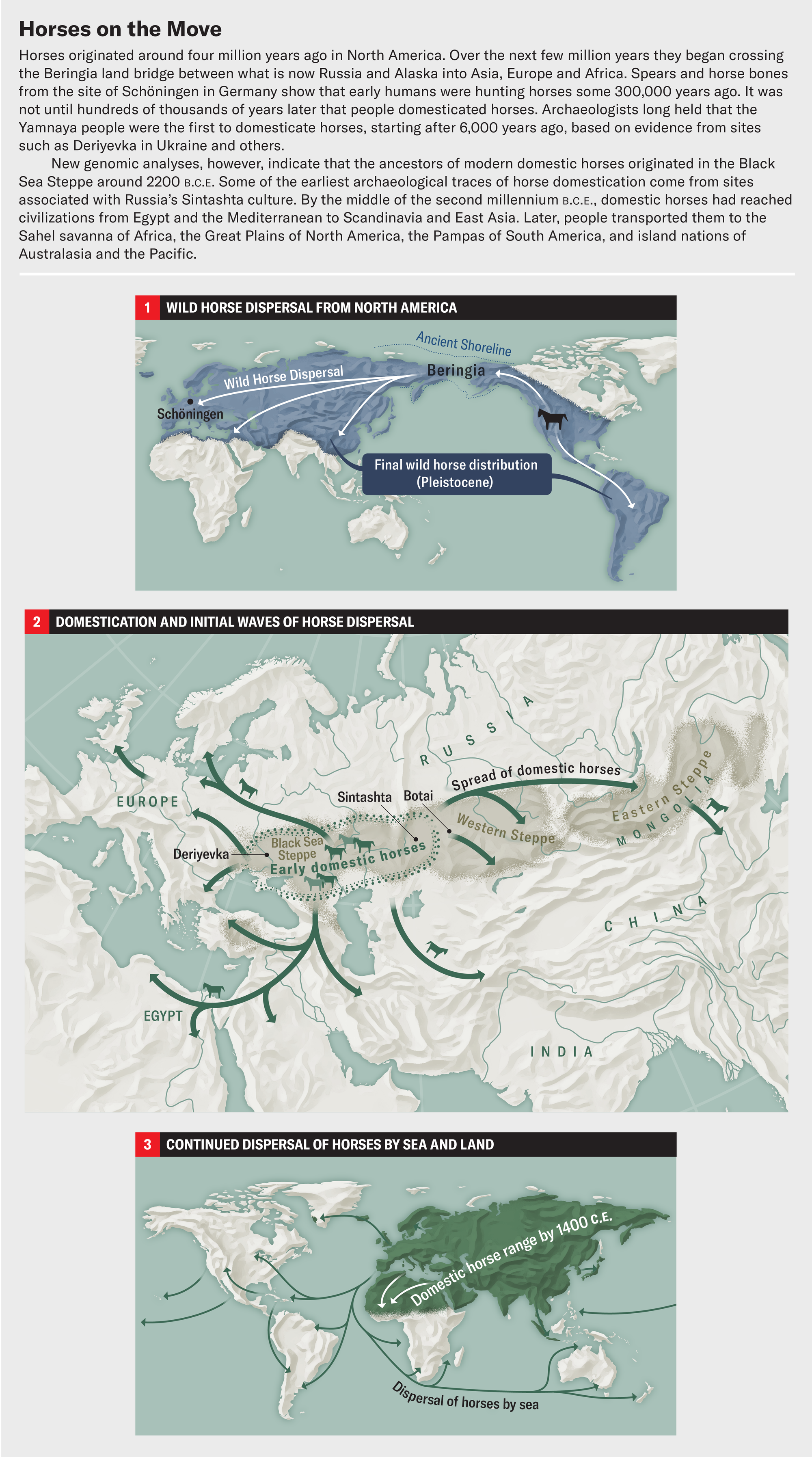 The Fascinating and Unexpected History of Horse Domestication