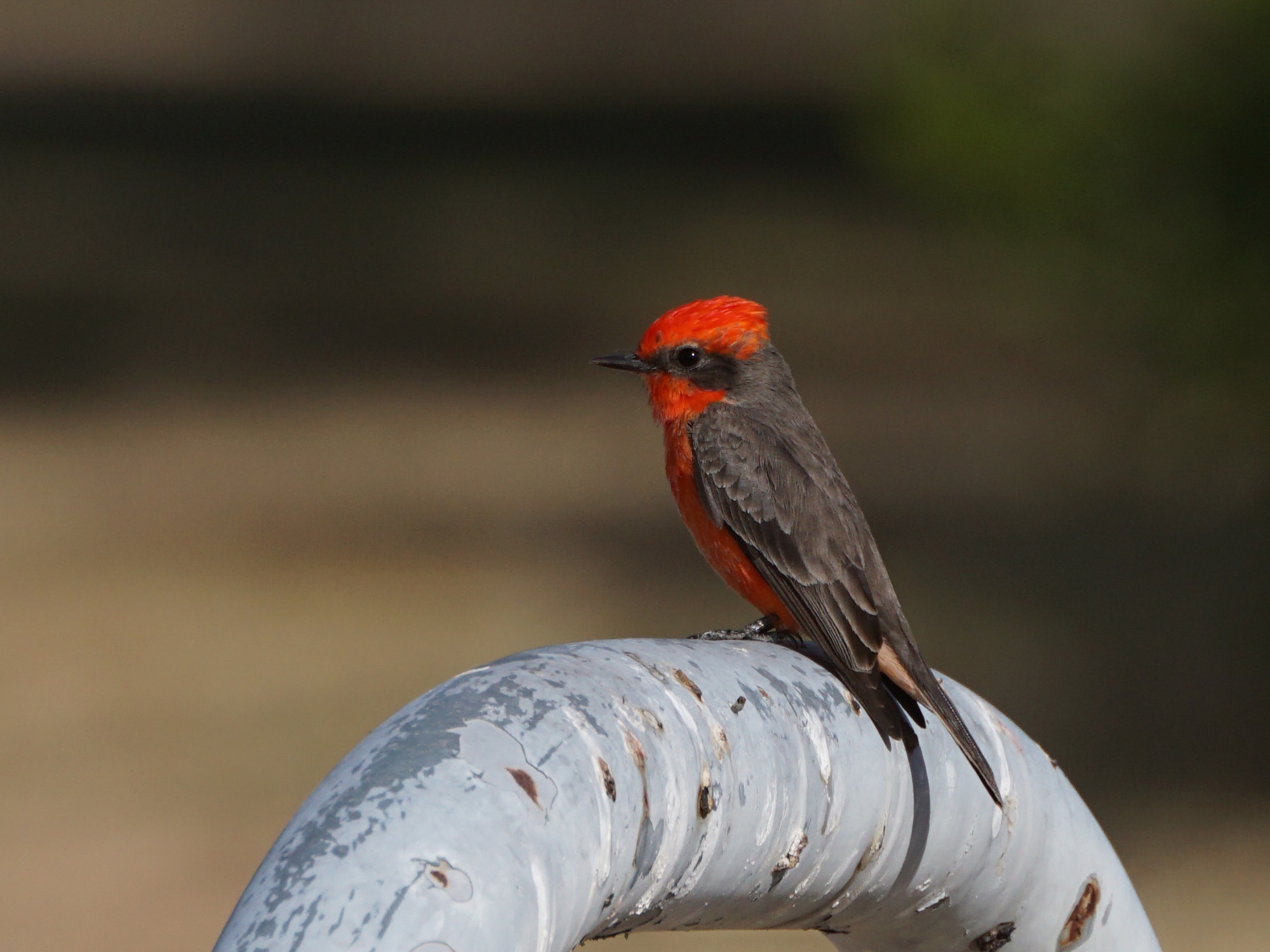 The Stunning Vermilion Flycatcher