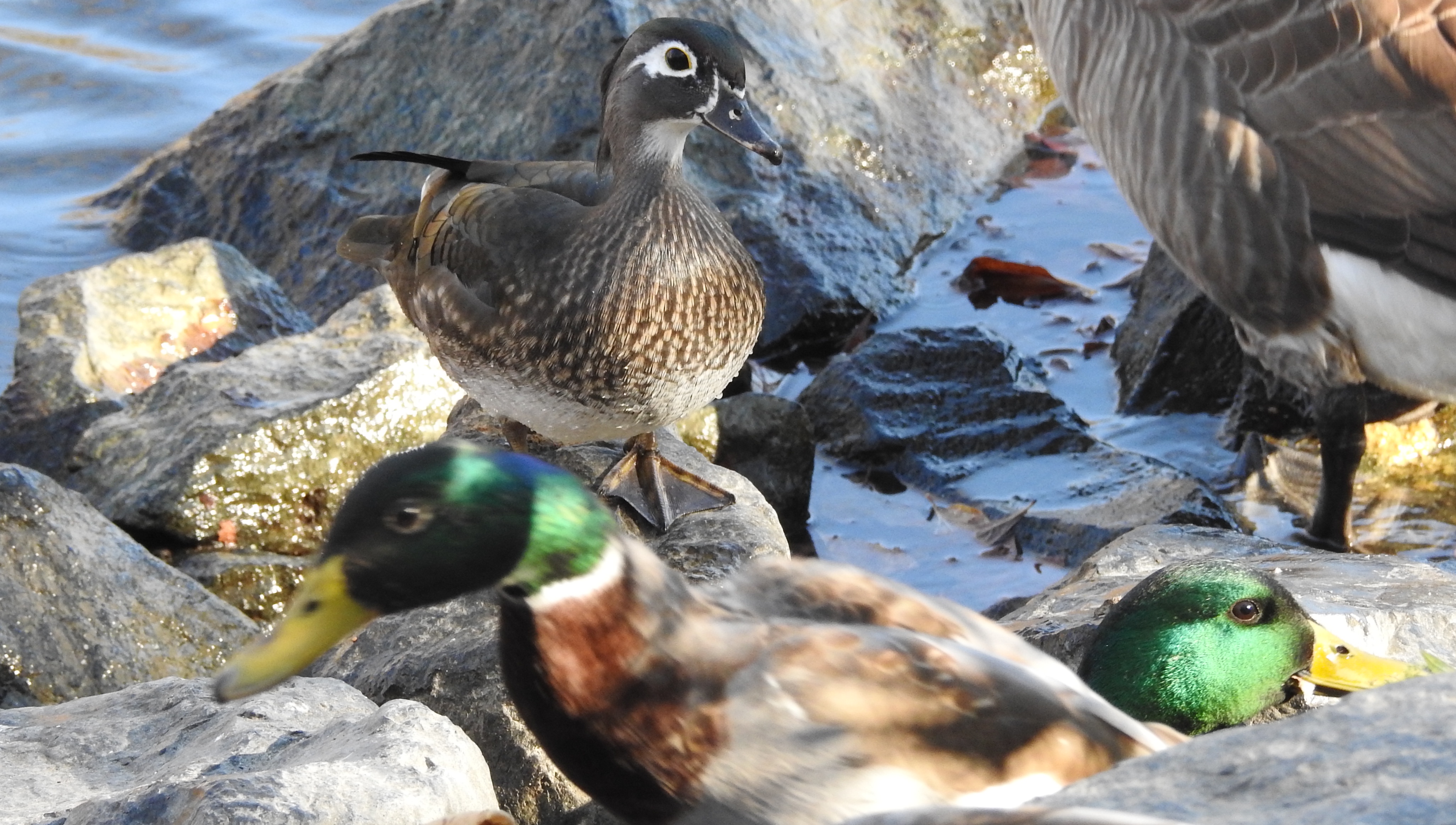 My favorite spot for ducks in PA: Wood Ducks, Mallards, Geese, and a Ross's Goose sighting on 11/05/24.