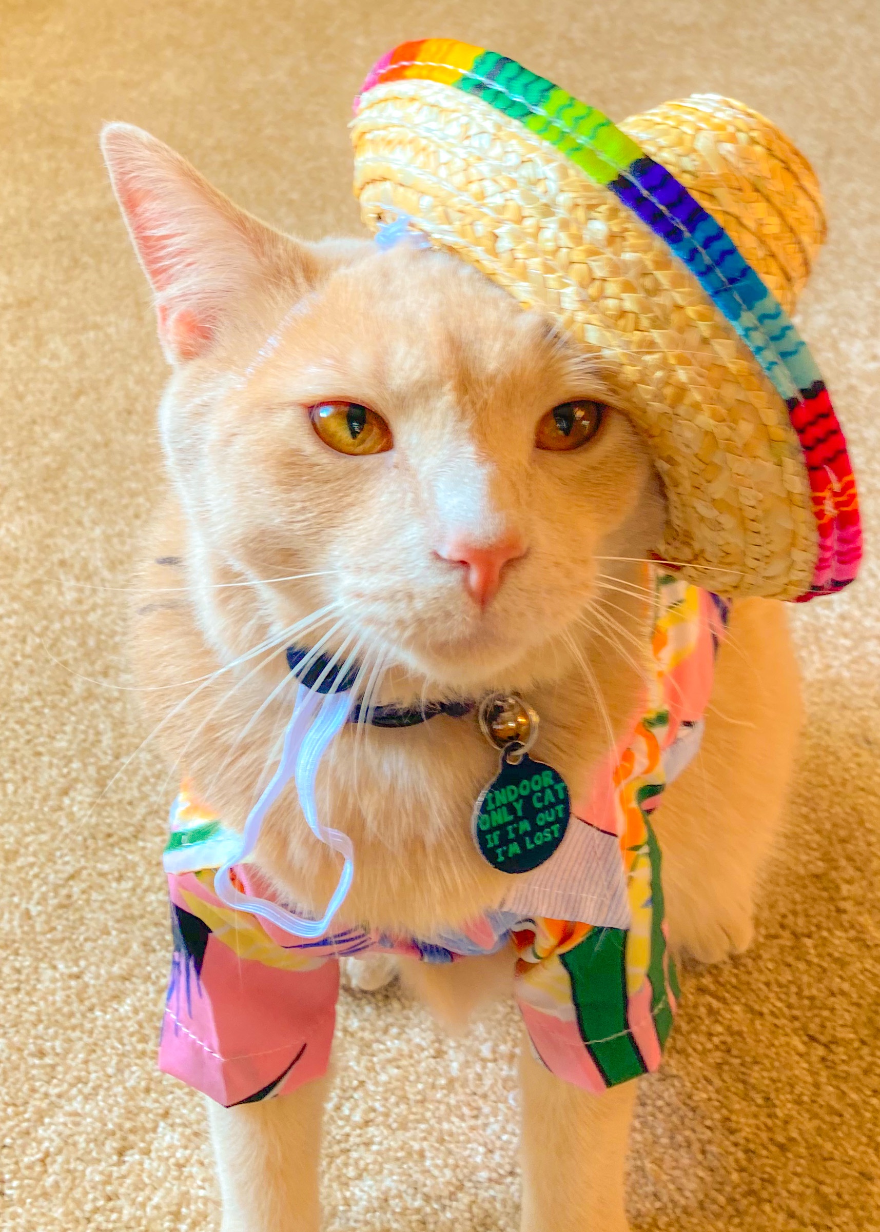 Adorable Orange Cat in a Hat: Just a Little Guy Living His Best Life