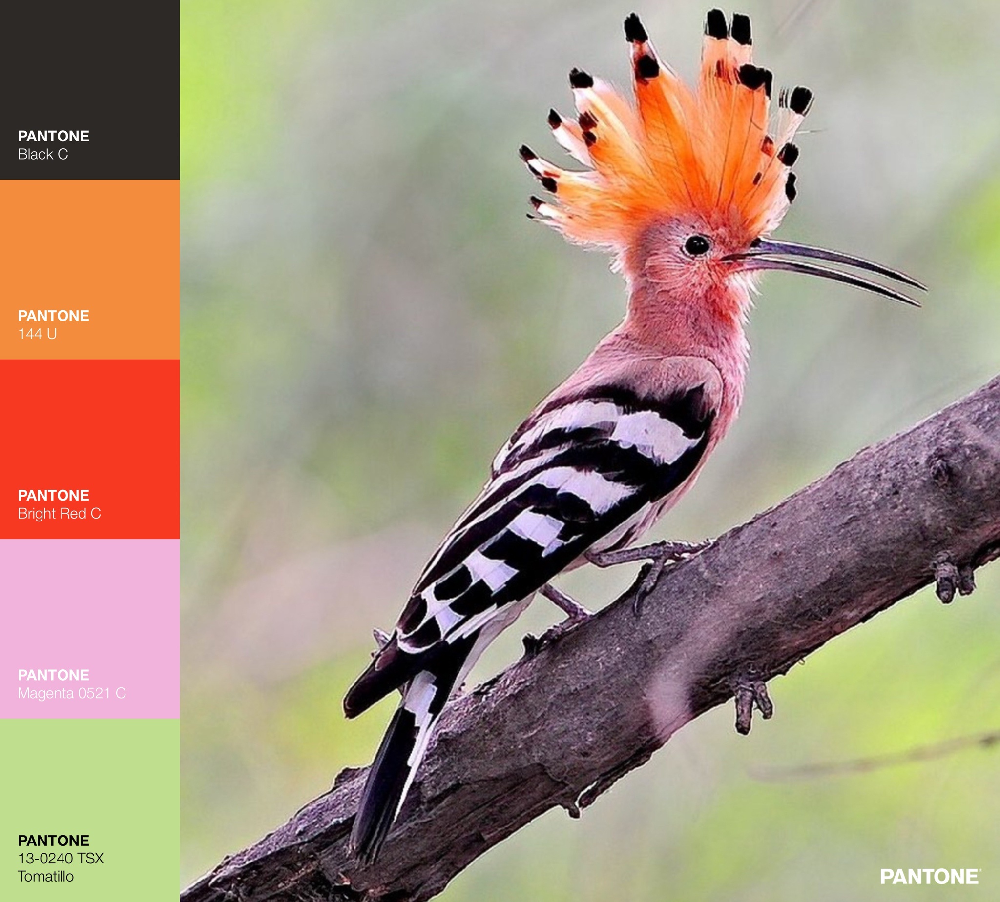 Hoopoe: A Perfect Palette of Colors