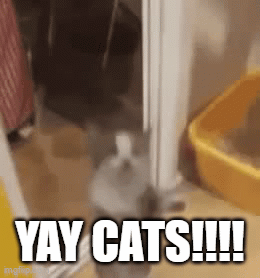 Adorable cats stealing the spotlight!