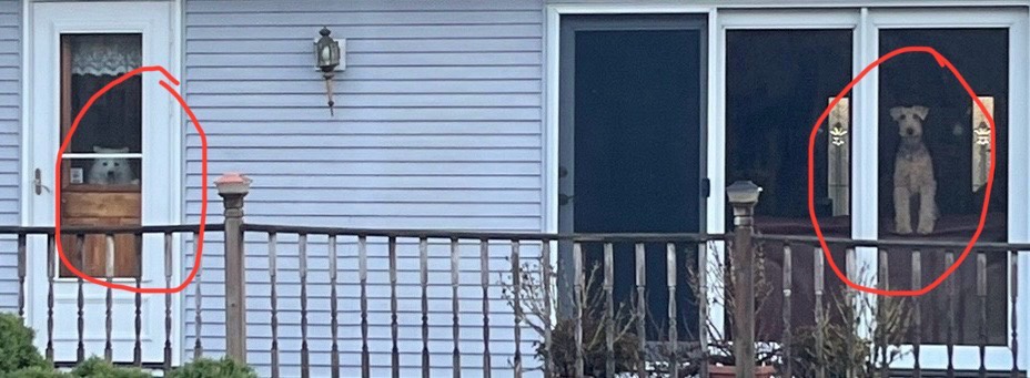 The Surprising Scene I Came Home To Yesterday