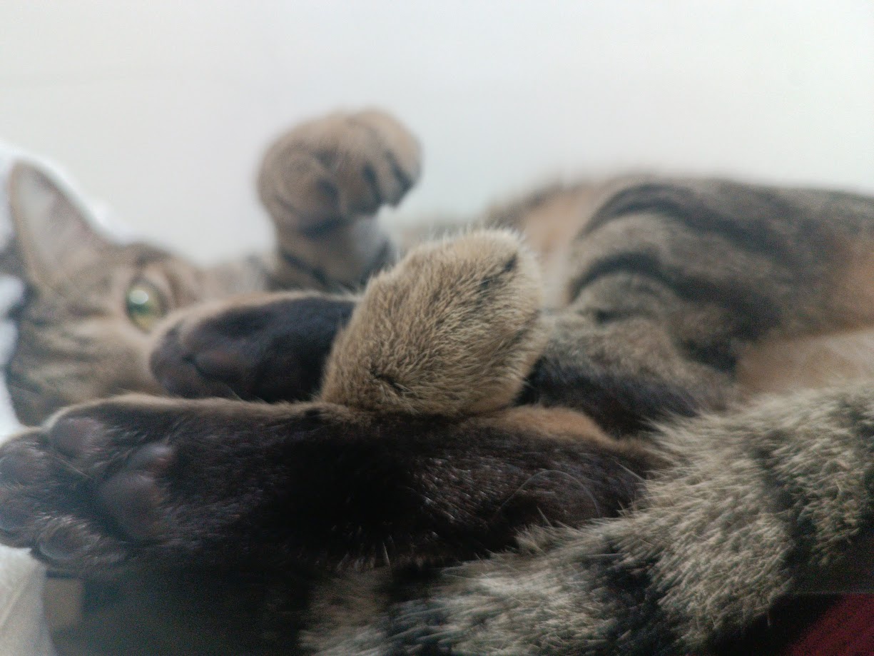 More Feline Adventures