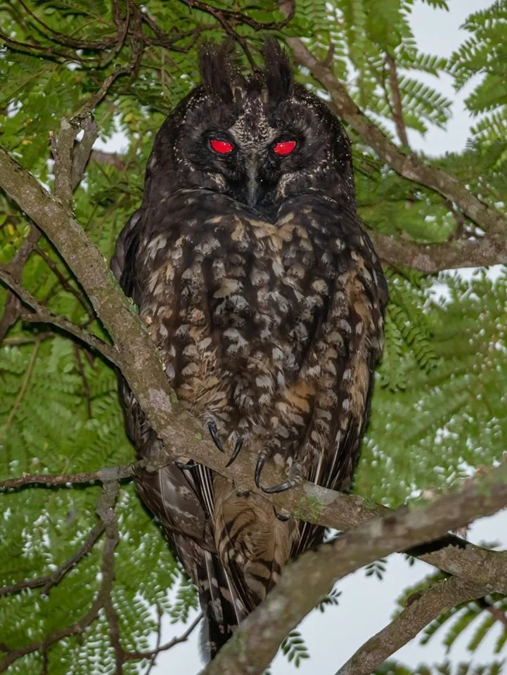 Beware: The Stygian Owl Will Haunt Your Dreams