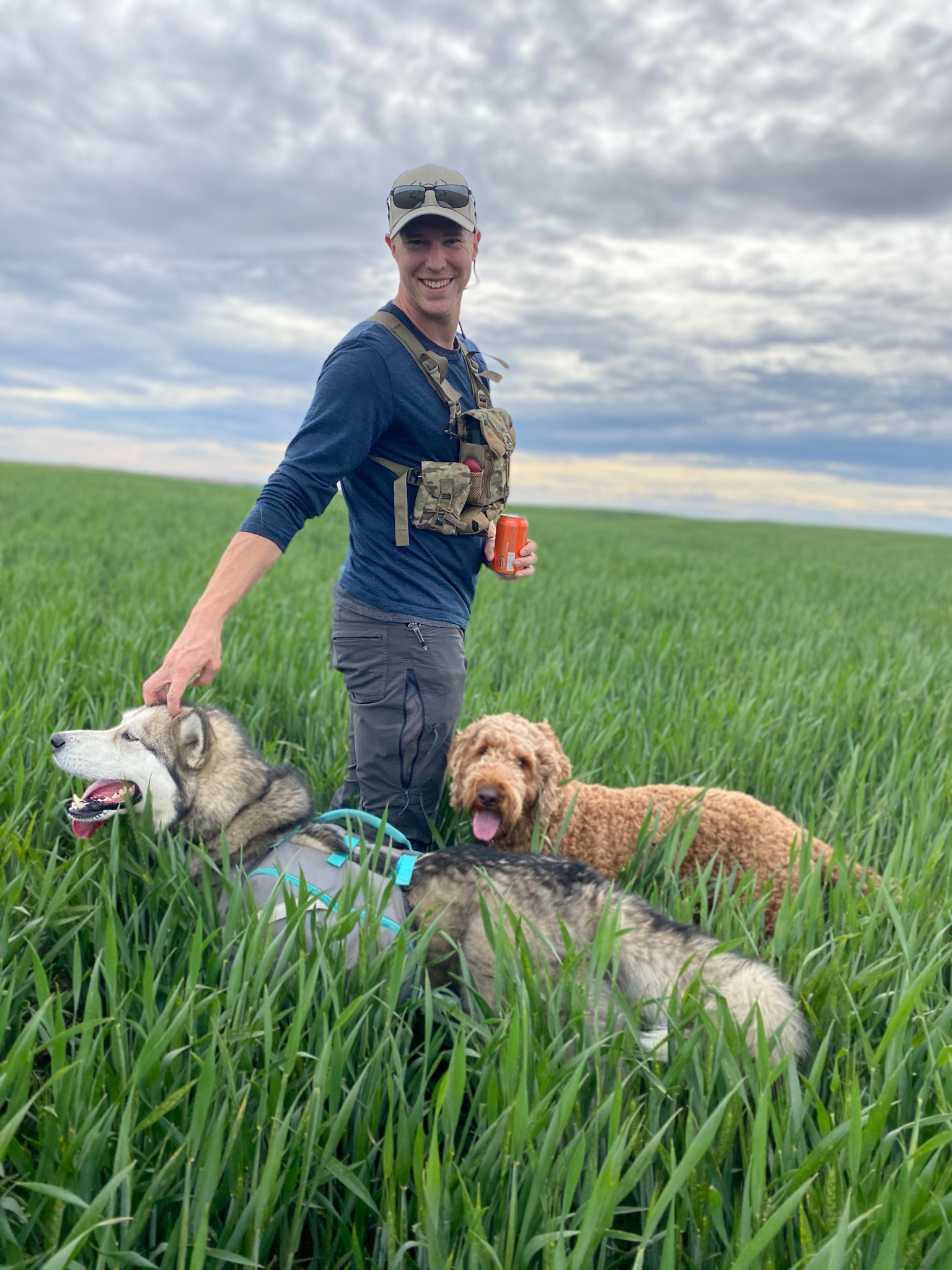 Adorable Dogs Frolicking in the Wheat Fields