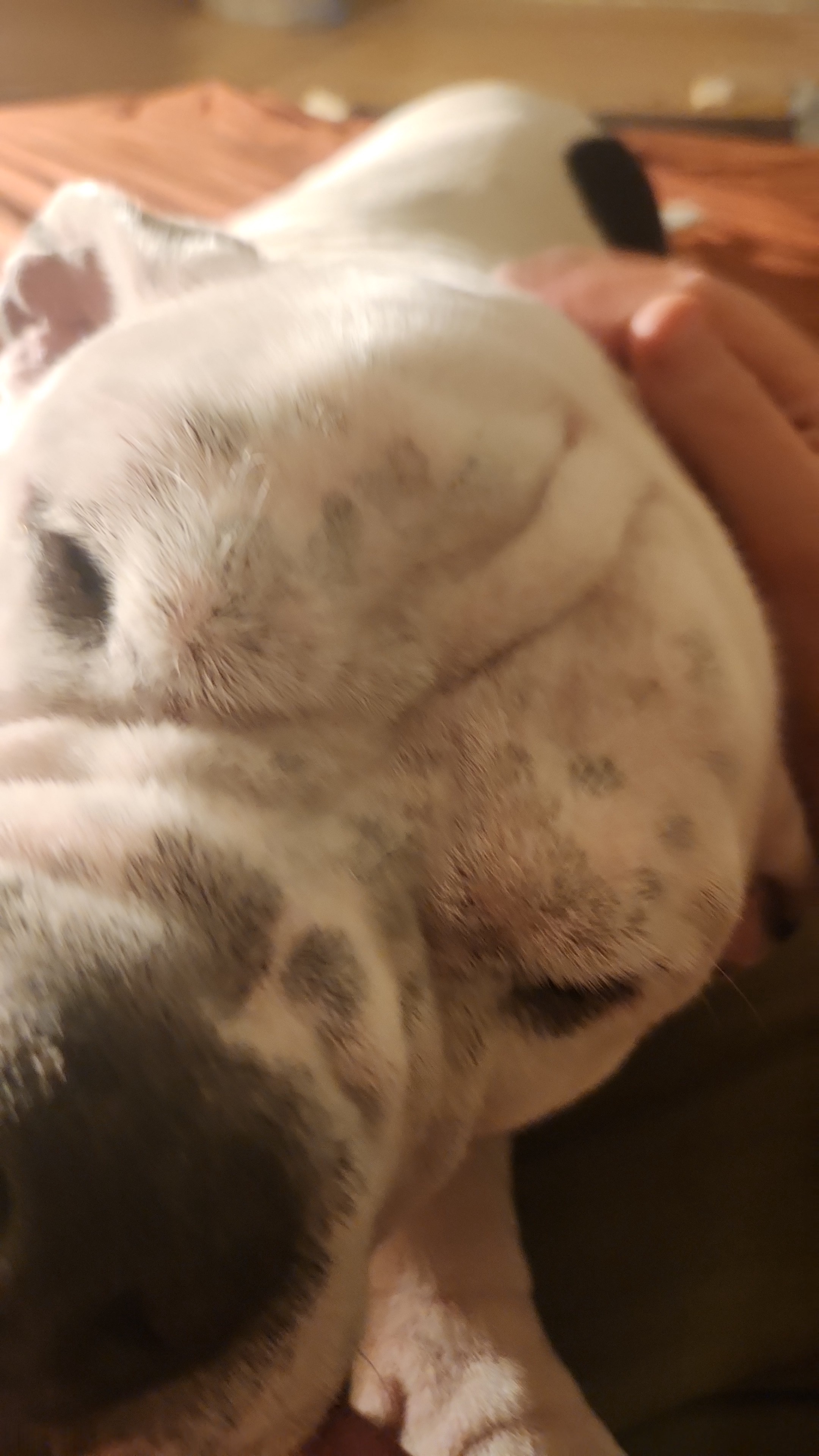 Ziggy Piggy Strikes Again!