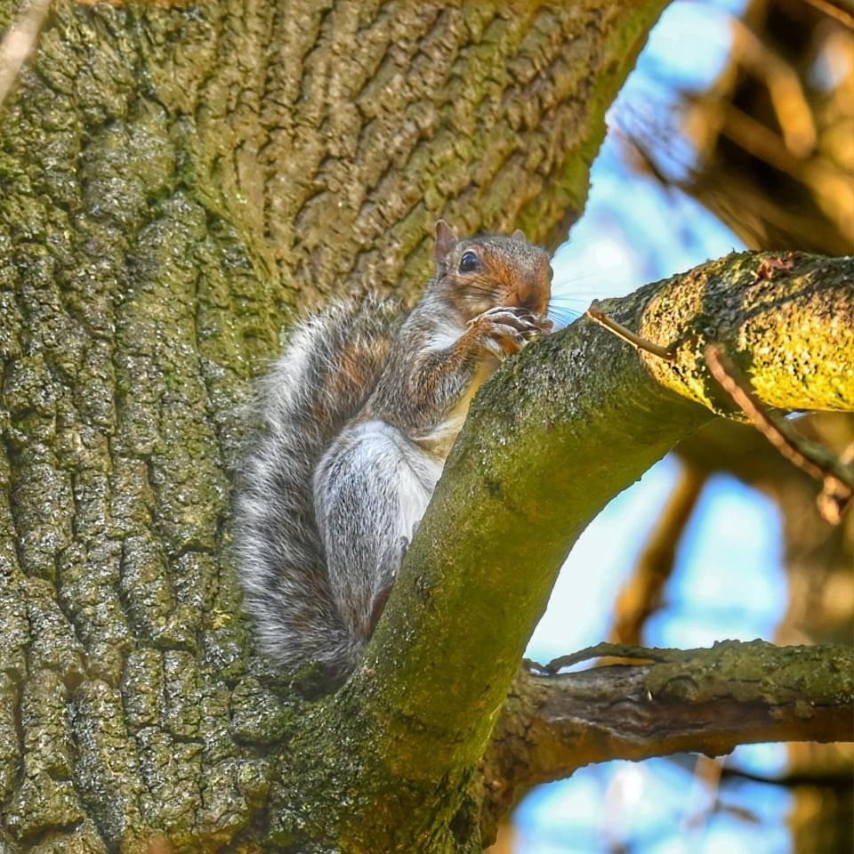 The Adorable Life of a Squirrel