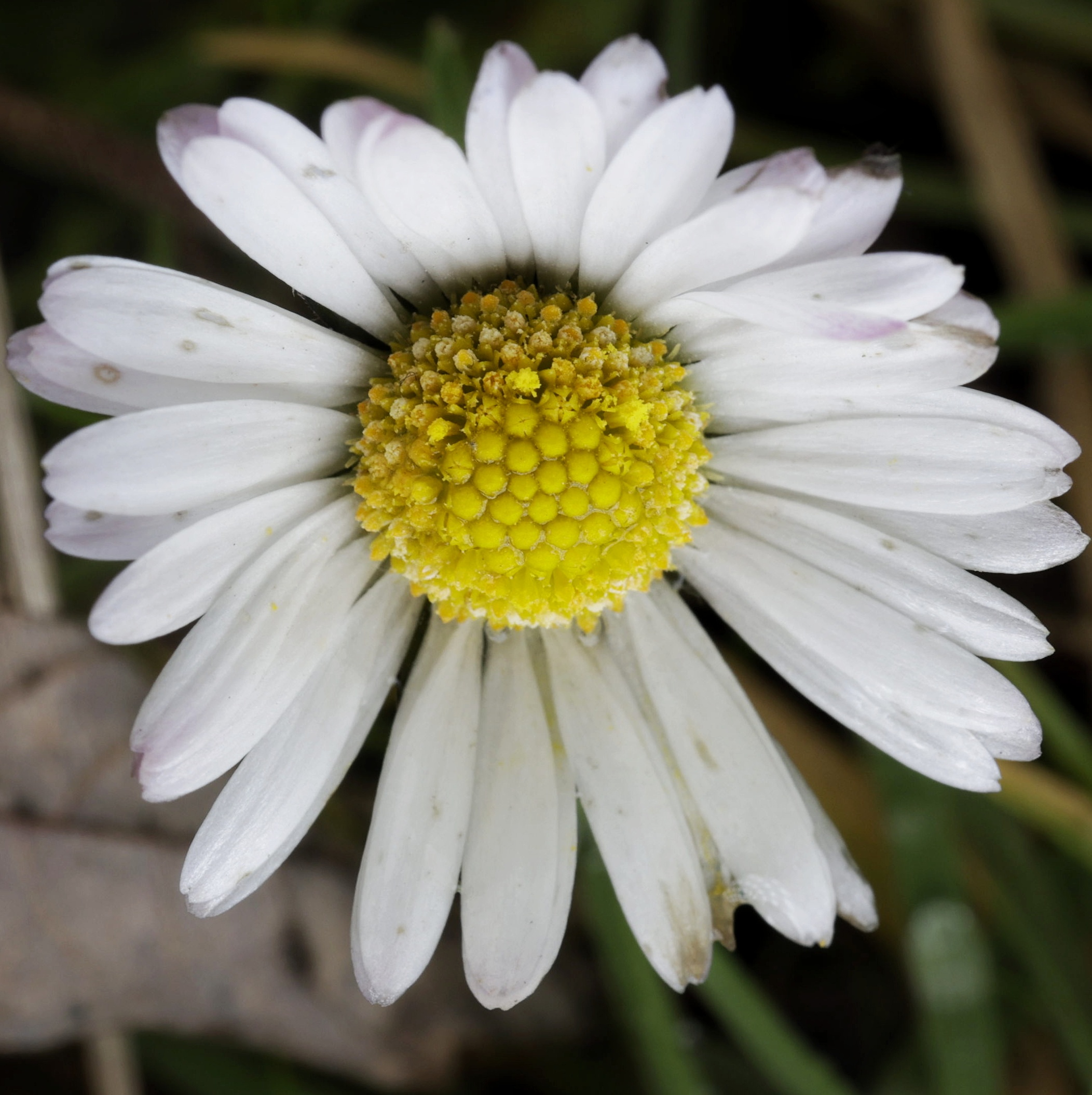 Nature Moment #66: Welcome to Lawn World