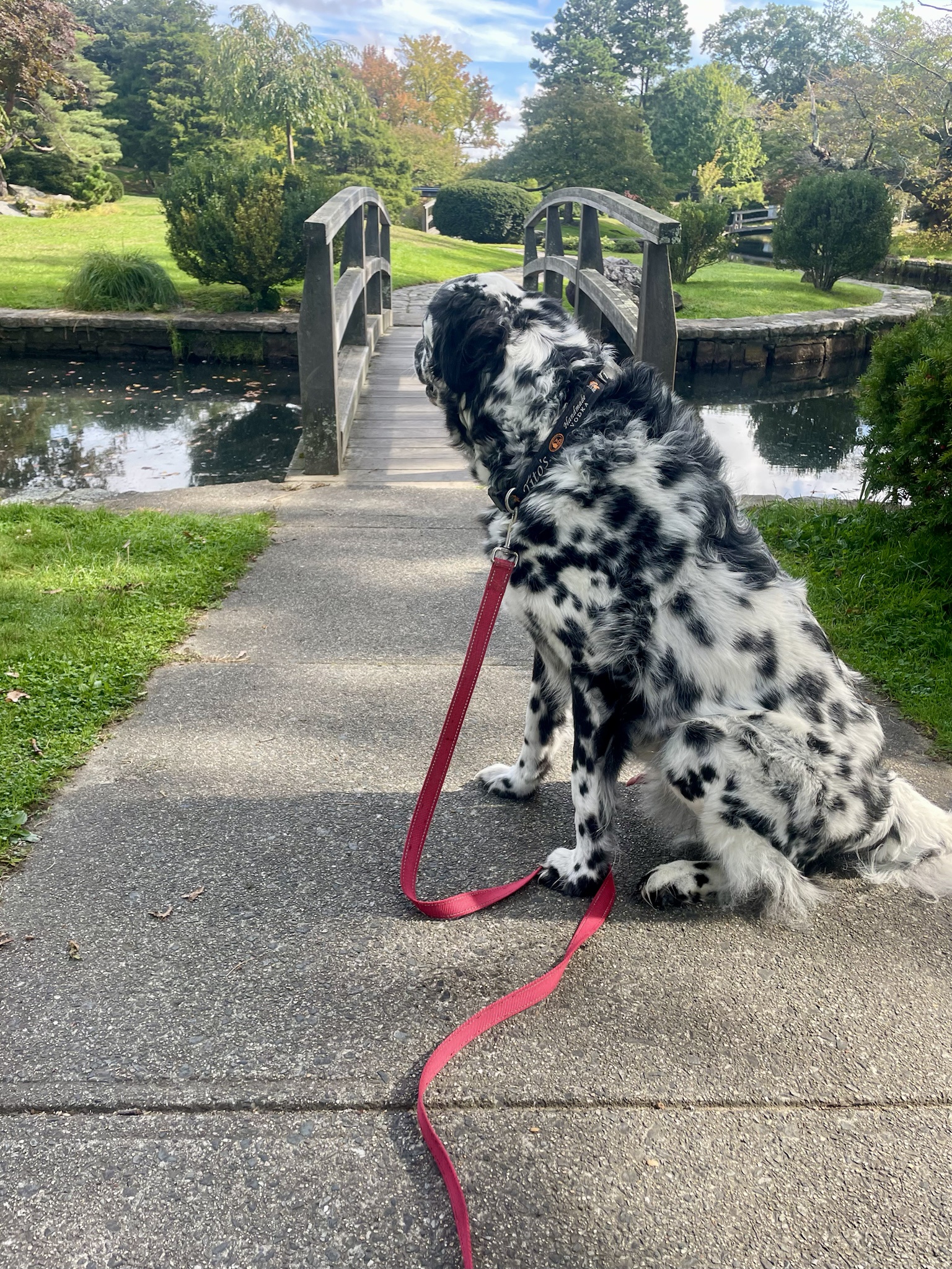 When your winter pup dreams of summer fun