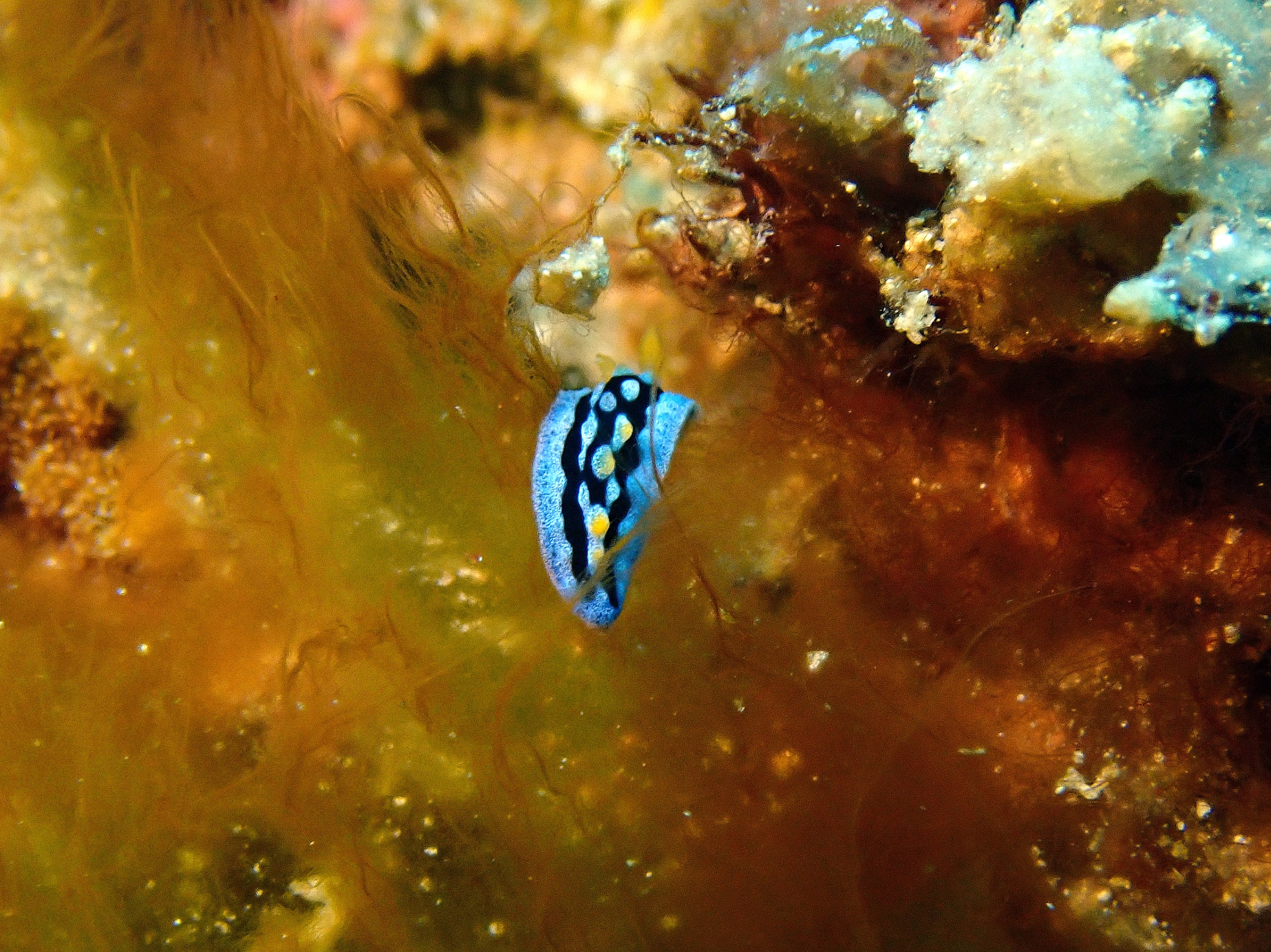 Meet the Tiny Nudi: The Smallest Traveler of Our Journey