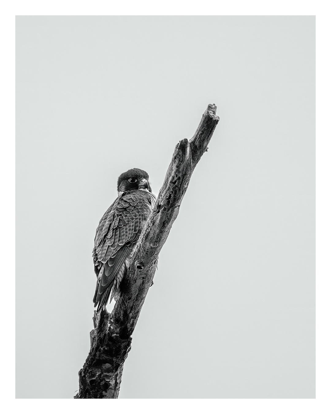 The Majestic Peregrine Falcon in Action