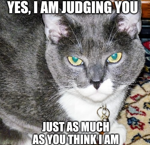 Good News: The Judge Can Be Tempted with Tuna Treats!