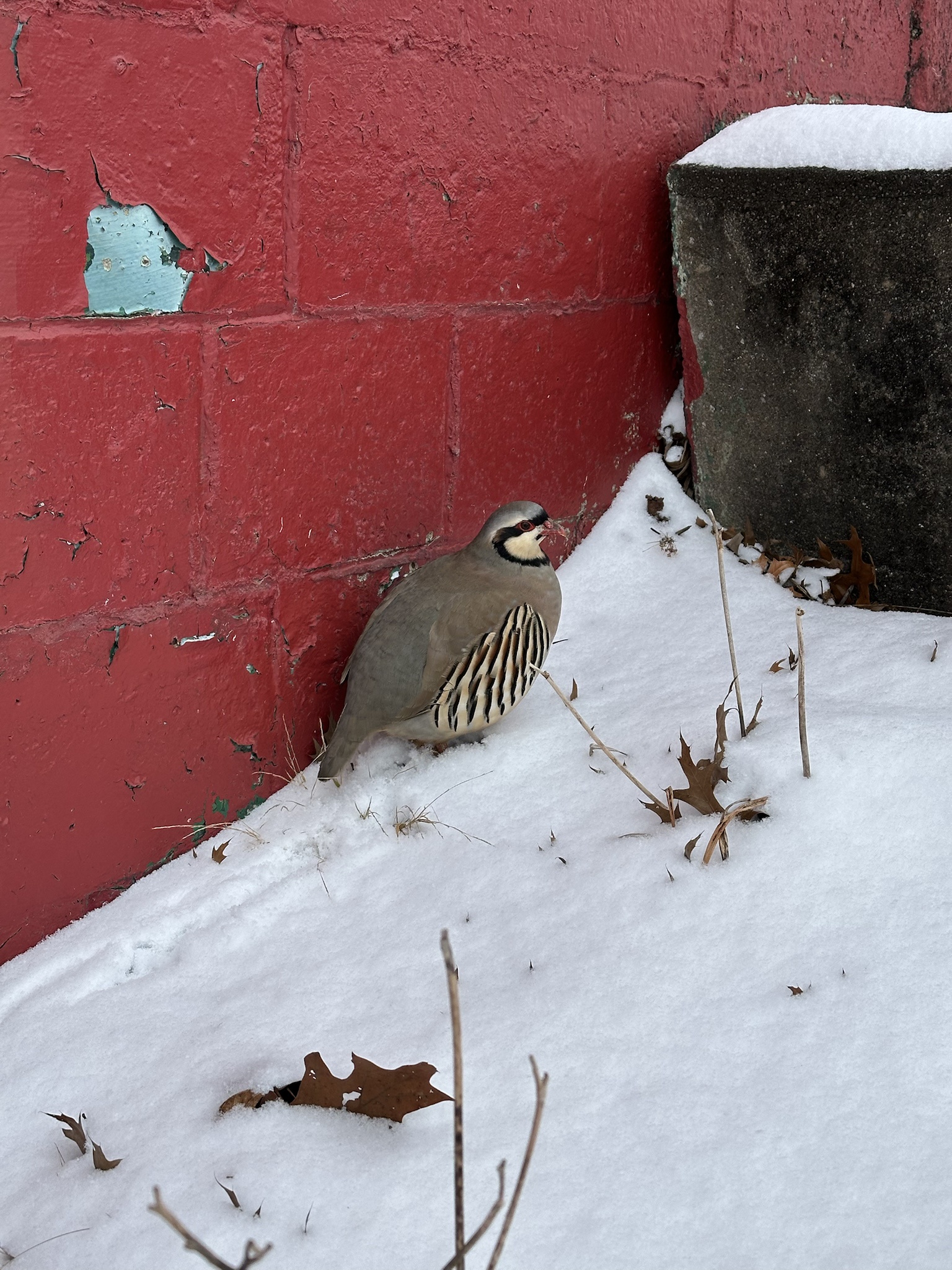 Meet the Chukar Partridge: A Unique Bird Encounter