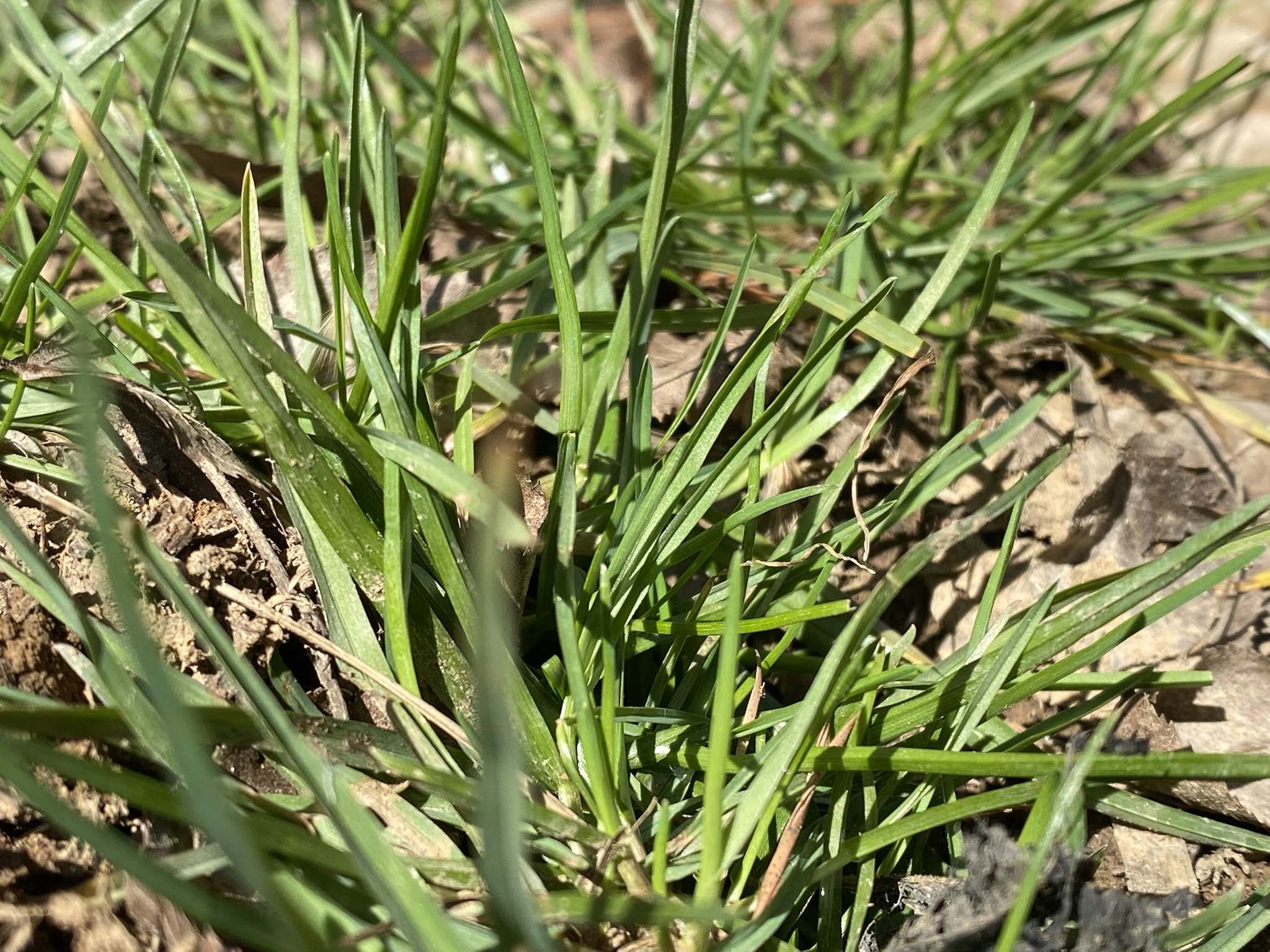 The Return of Greenery to Central NC