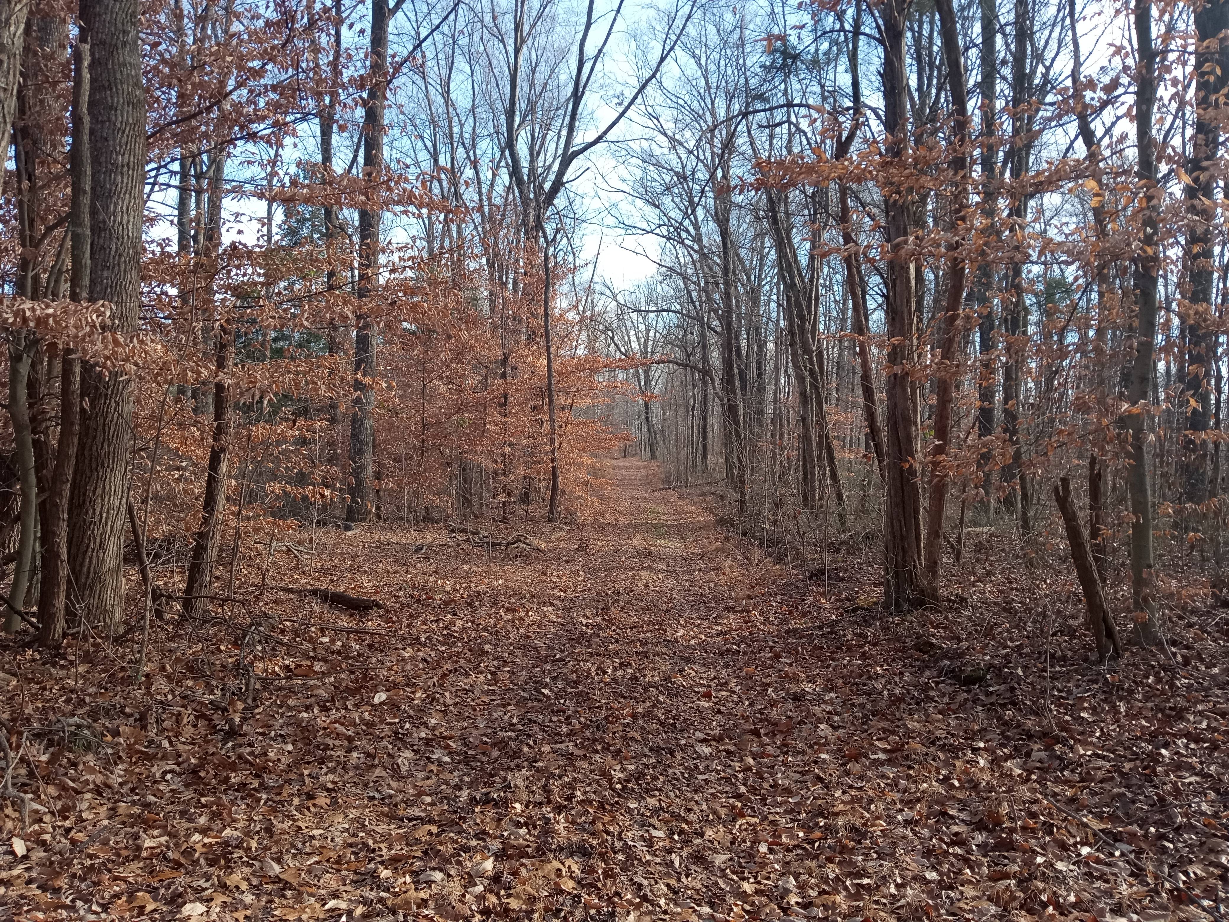 Exploring Harrison-Crawford State Forest in Leavenworth, IN on December 14, 2024