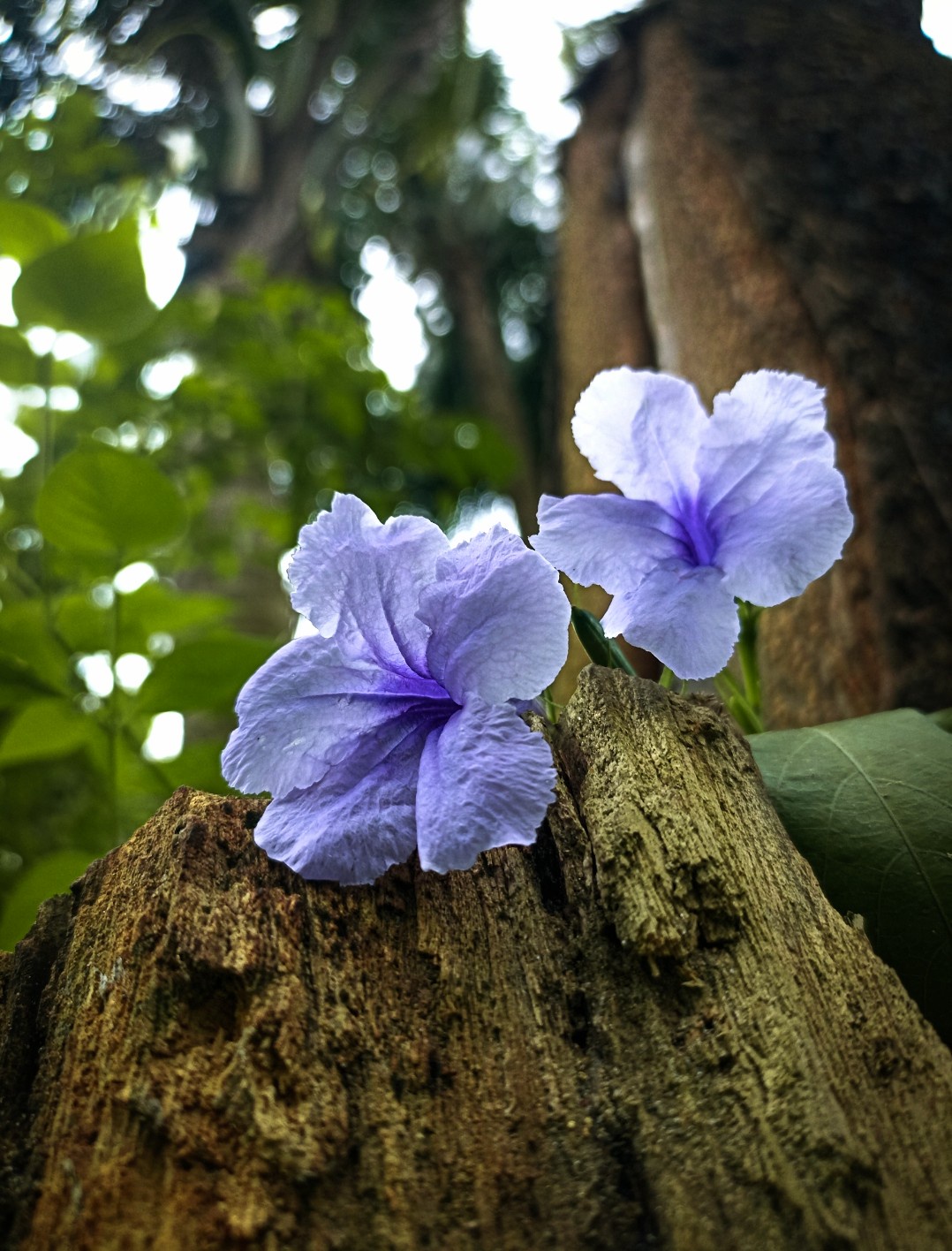 Captivating Moments in Flower Photography