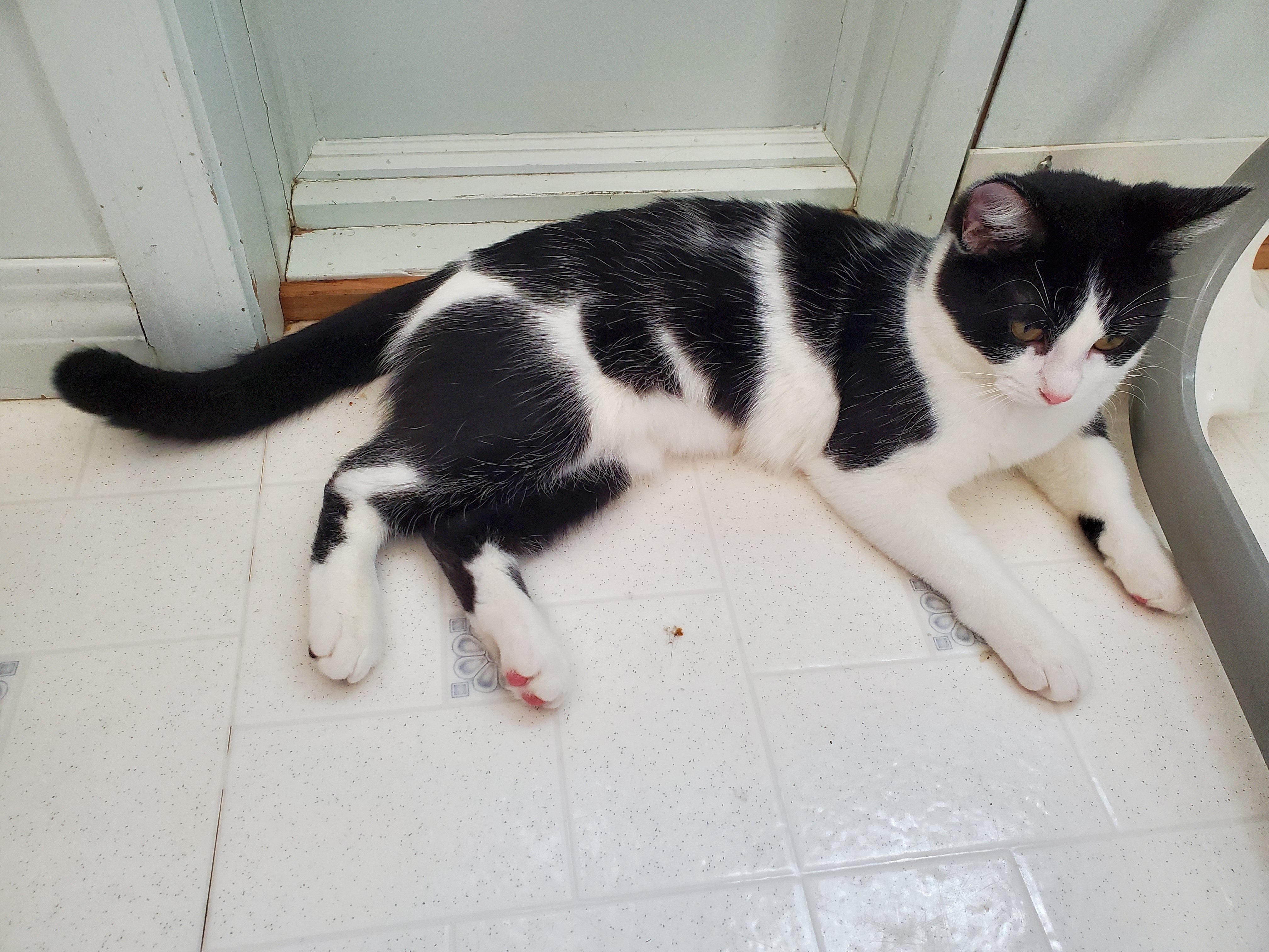 In-Floor Heating Adventures: Spider-Cat Discovers the Coziest Spot