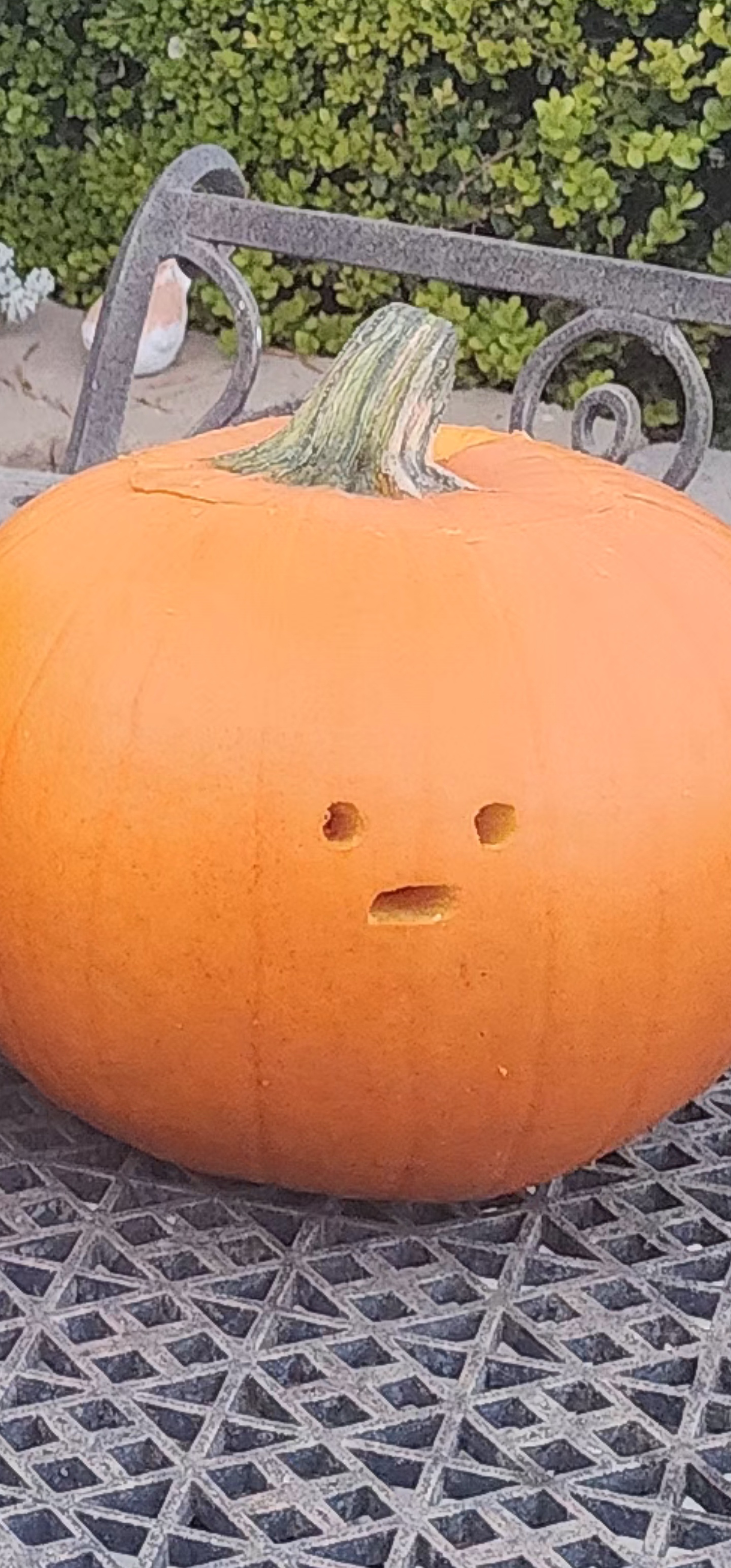 Is My Pumpkin Ready to Claim the Top Spot?