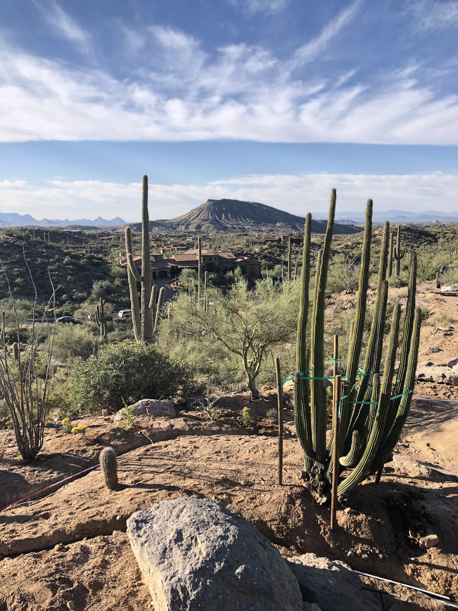 Majestic Giant Saguaros in the Desert