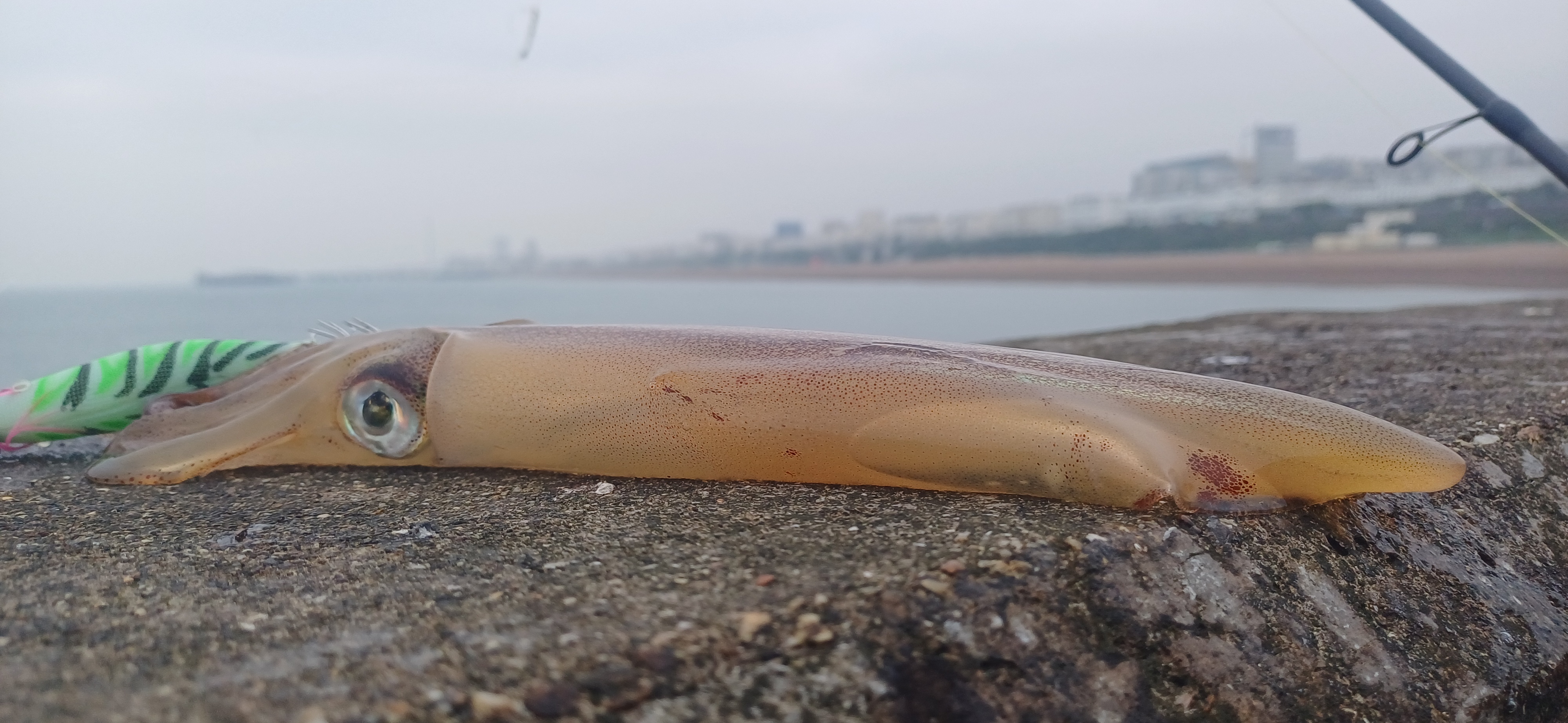 Just a squid being a squid.