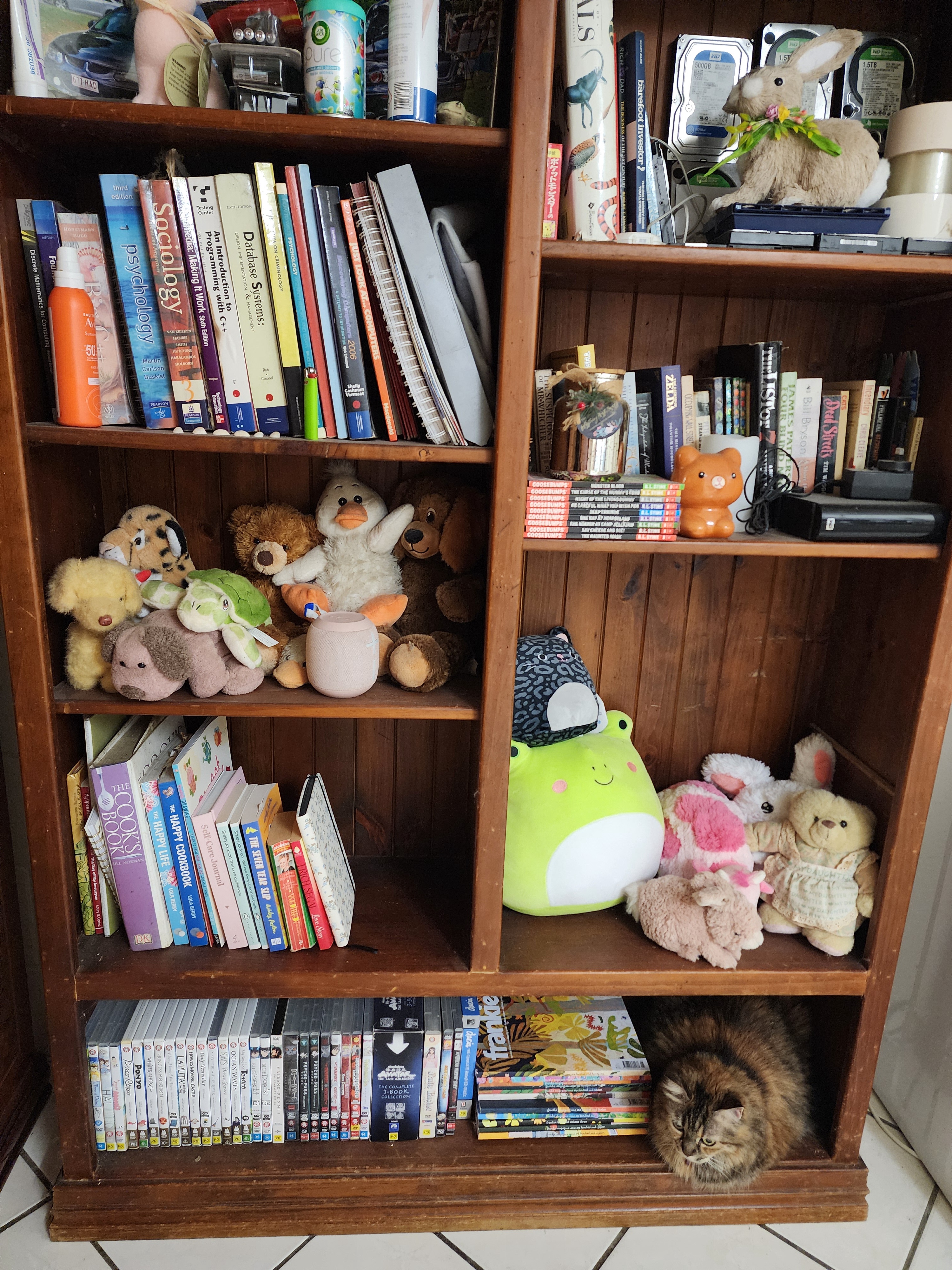 Can you find the sneaky cat hiding here?