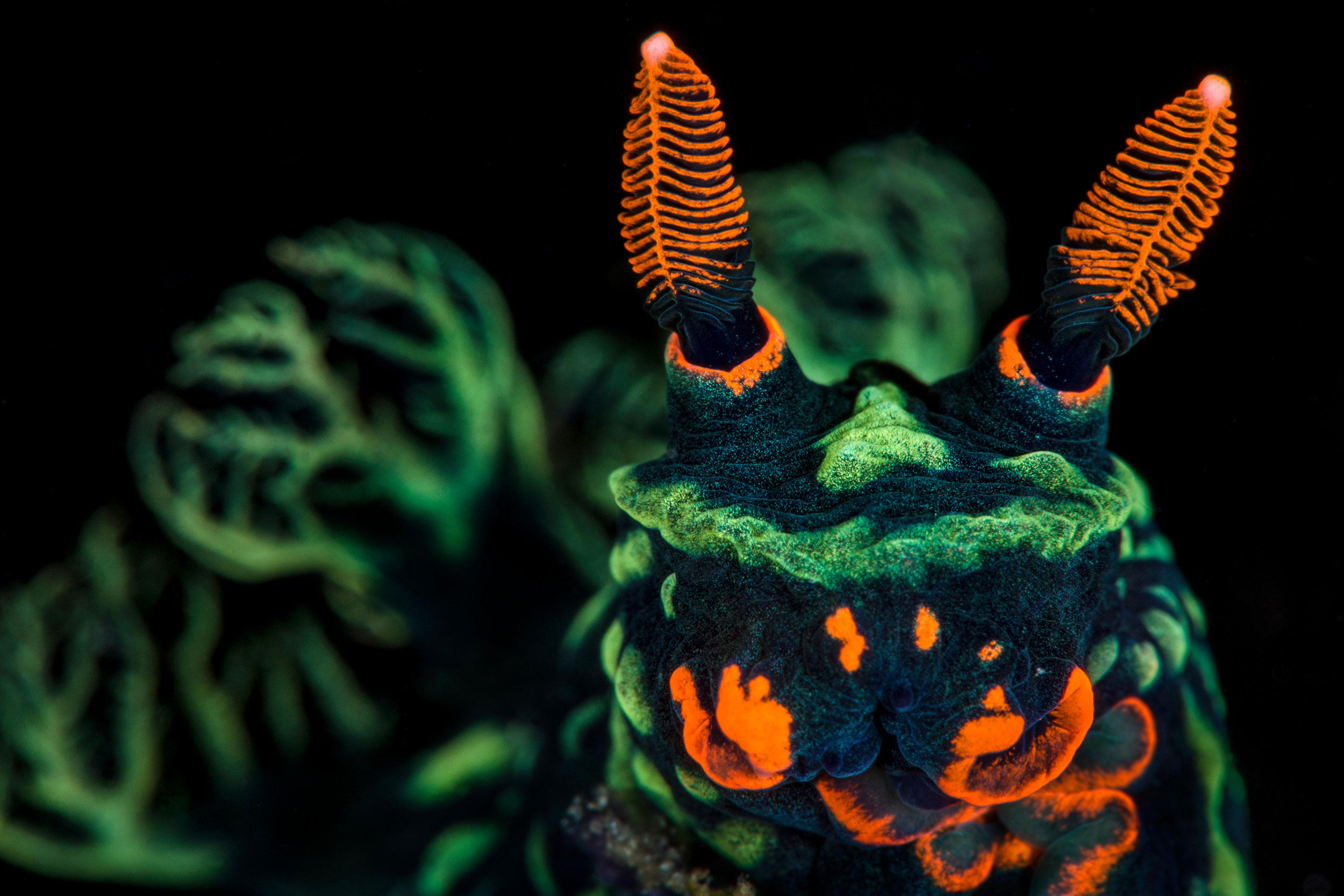 Nudibranchs: Nature's vibrant little wonders