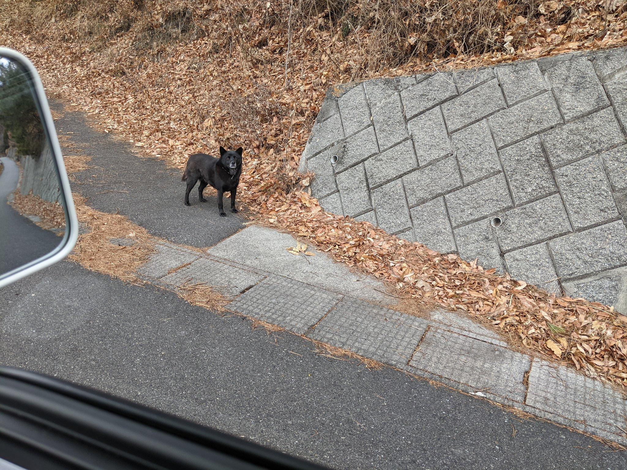 The Loyal Dog Walking His Old Man: But Where Is He Today?