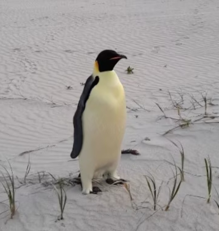 Meet the Emperor Penguin, the furthest north ever recorded—looks like Pengie took a wrong turn!