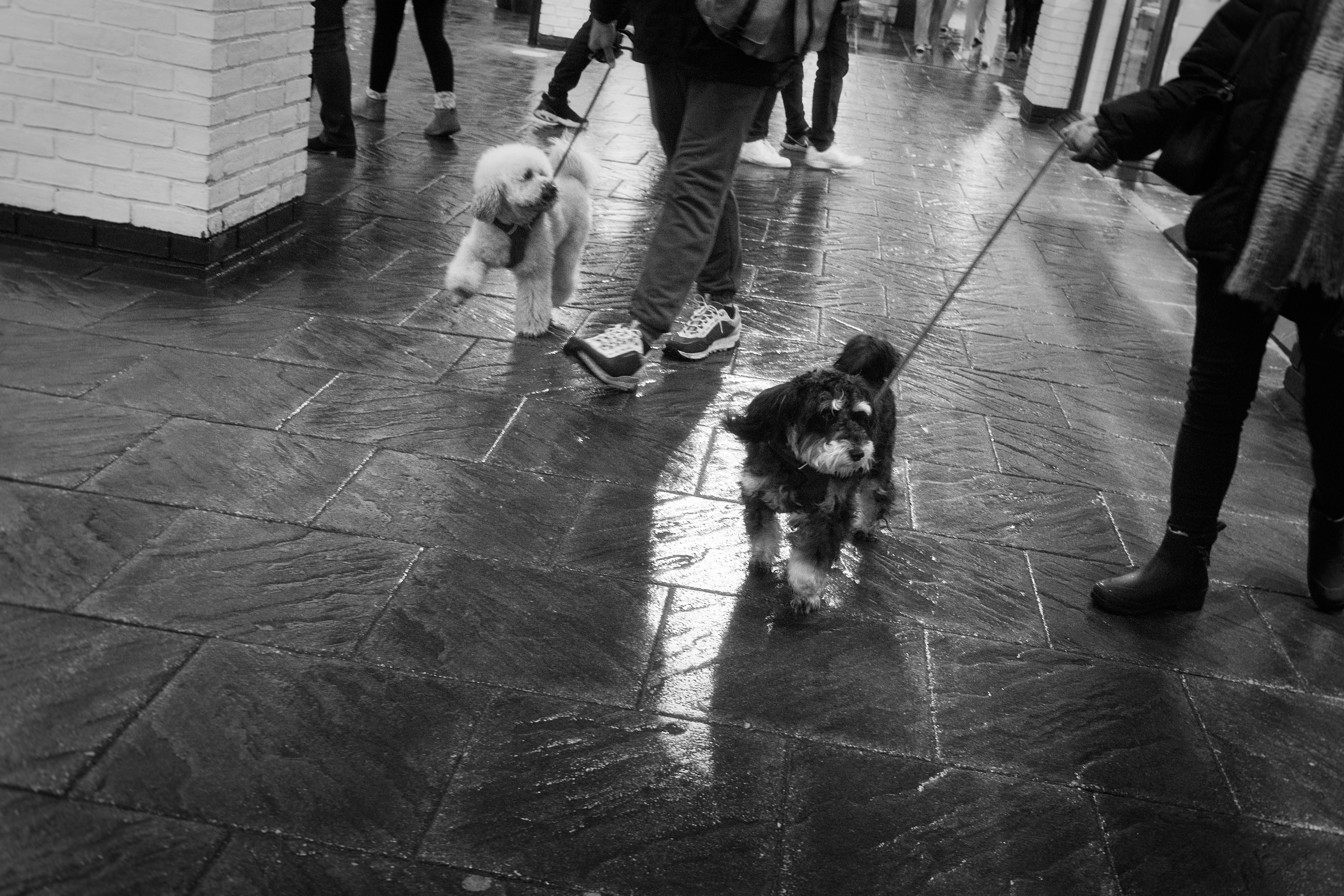 Adorable Dogs Spotted at Cheshire Oaks