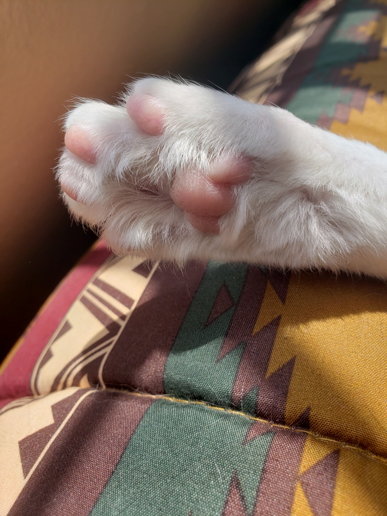 Daily Dose of Cats: #1282