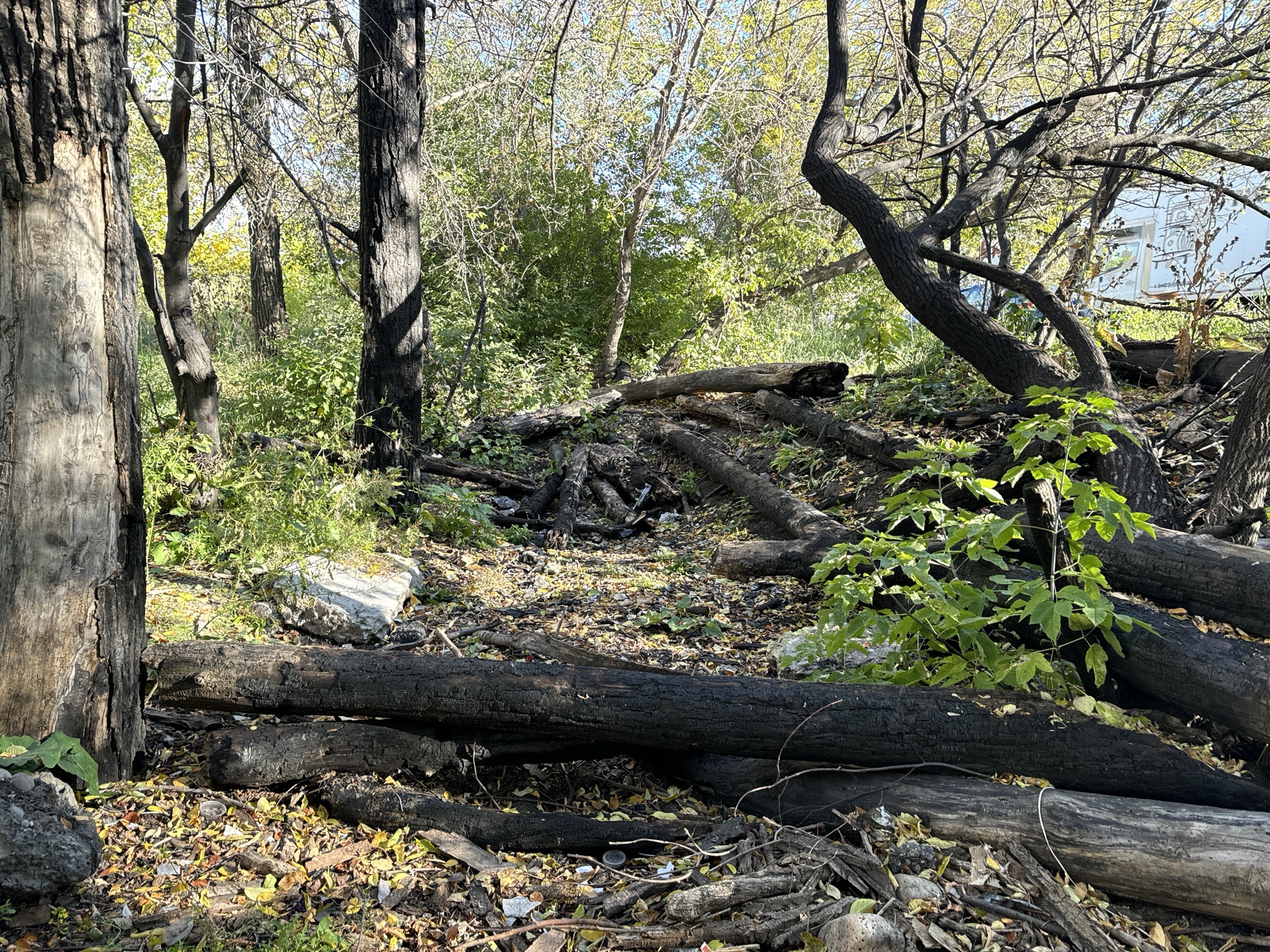 Cleaning Up Calgary: A Community Effort with Impressive Results!