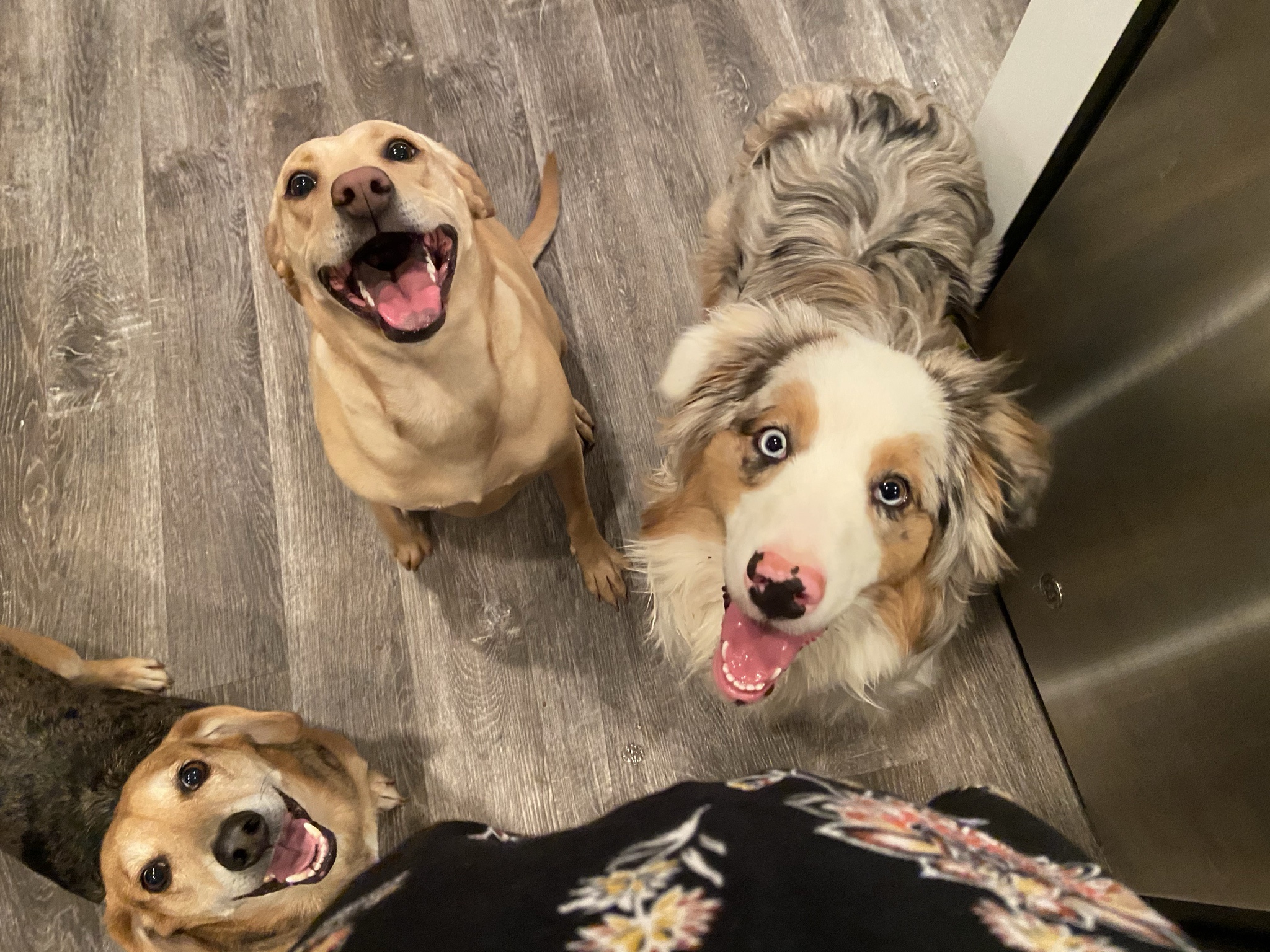 Just a Collection of Joyful Doggos