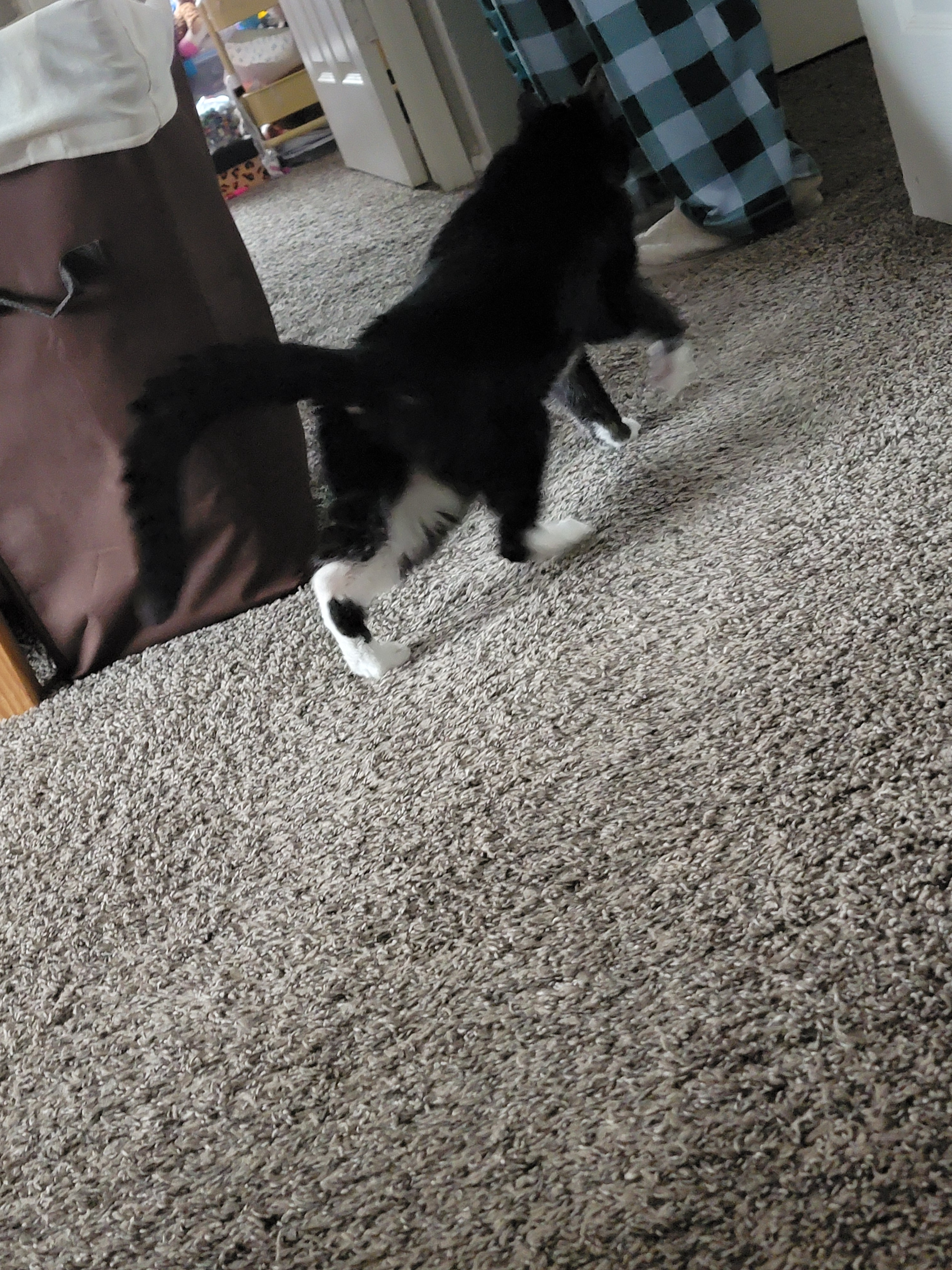 Daily Dose of Cuteness: Cat a Day #1275