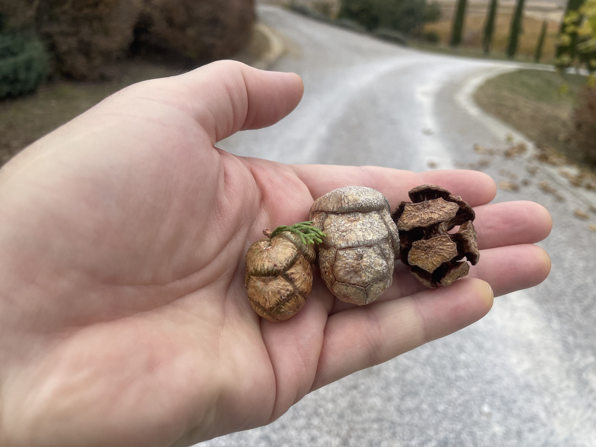 Why Fall Holds a Special Place in My Heart...