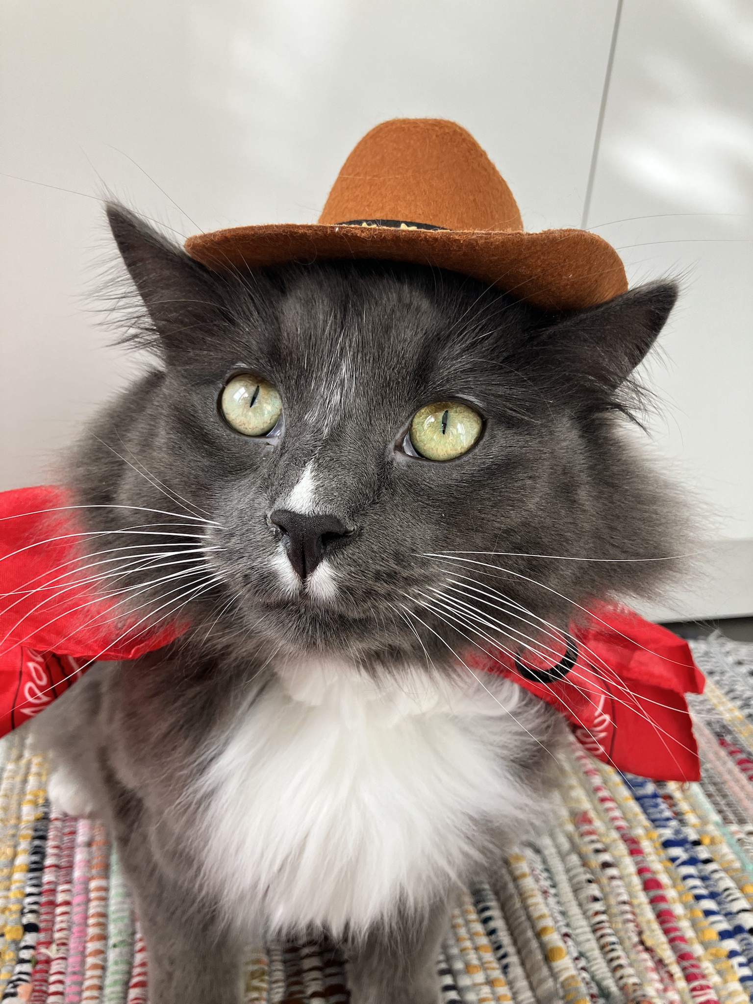 A Purr-fect Greeting from Meowdy Pawtner
