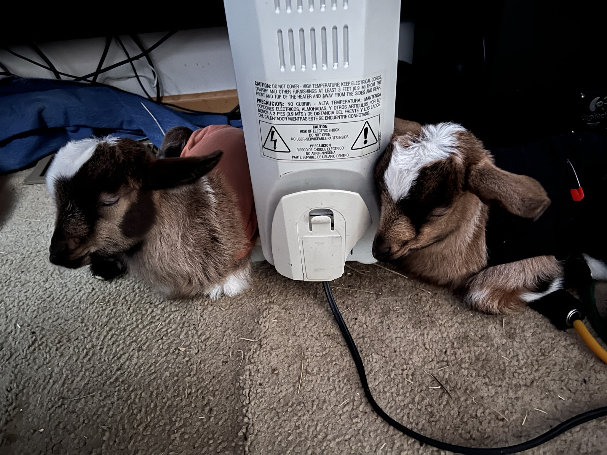 Baby Goats Relishing Their Final Day Indoors