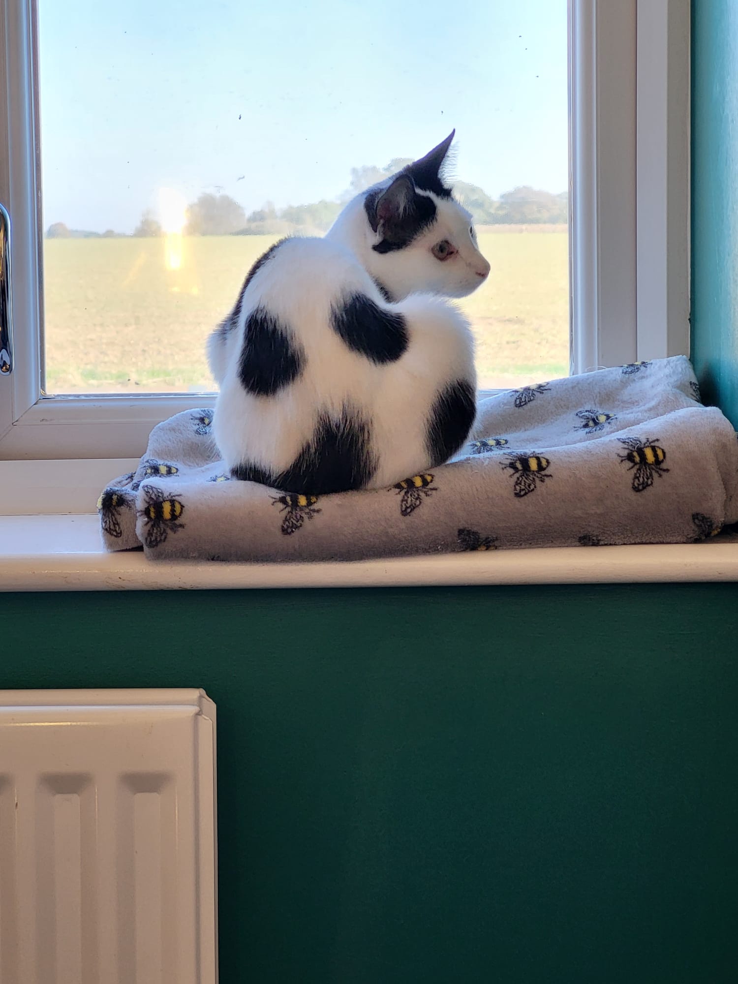 Bodhi's Adorable Spots