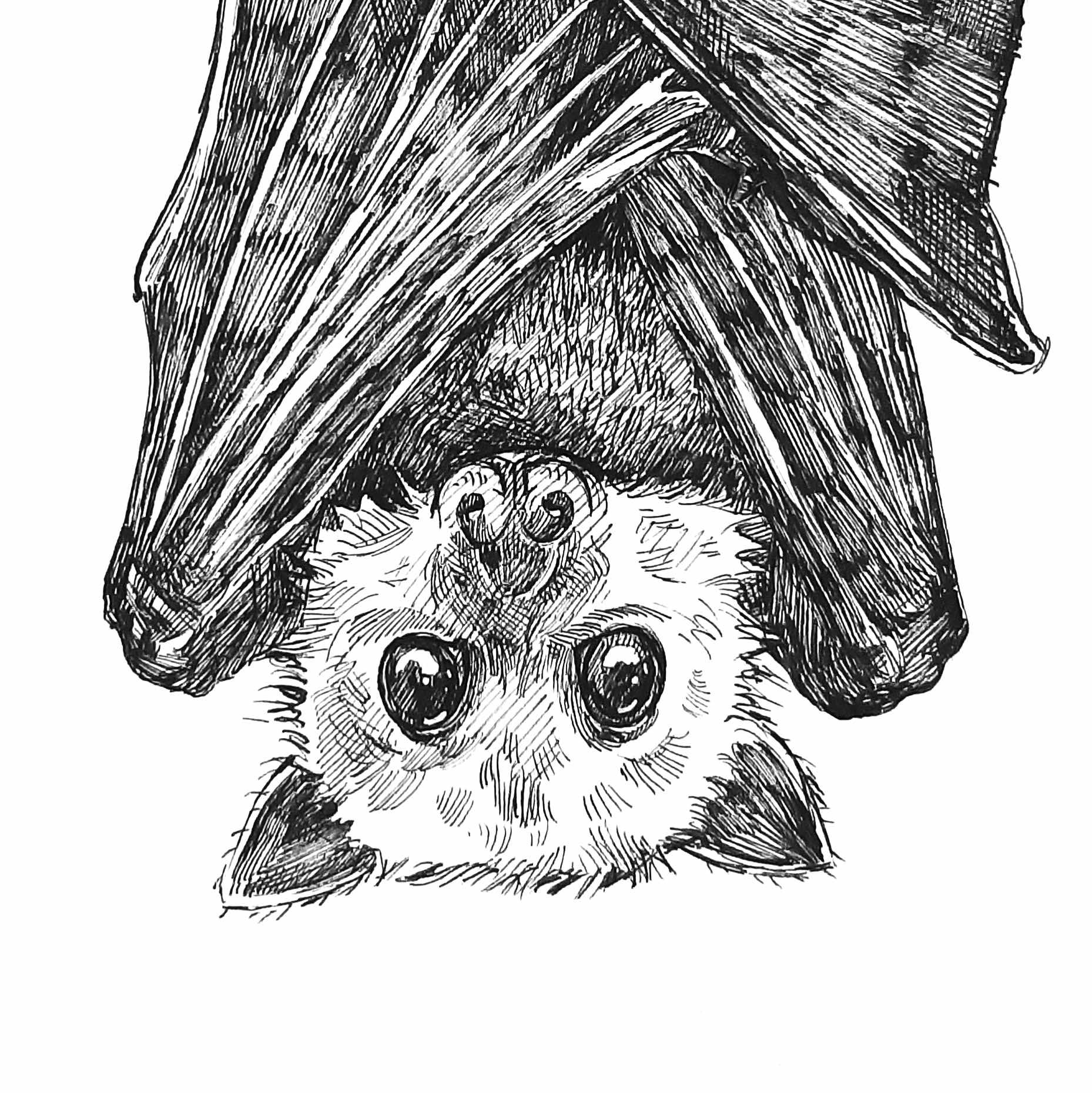 I created a Halloween tribute to bats!