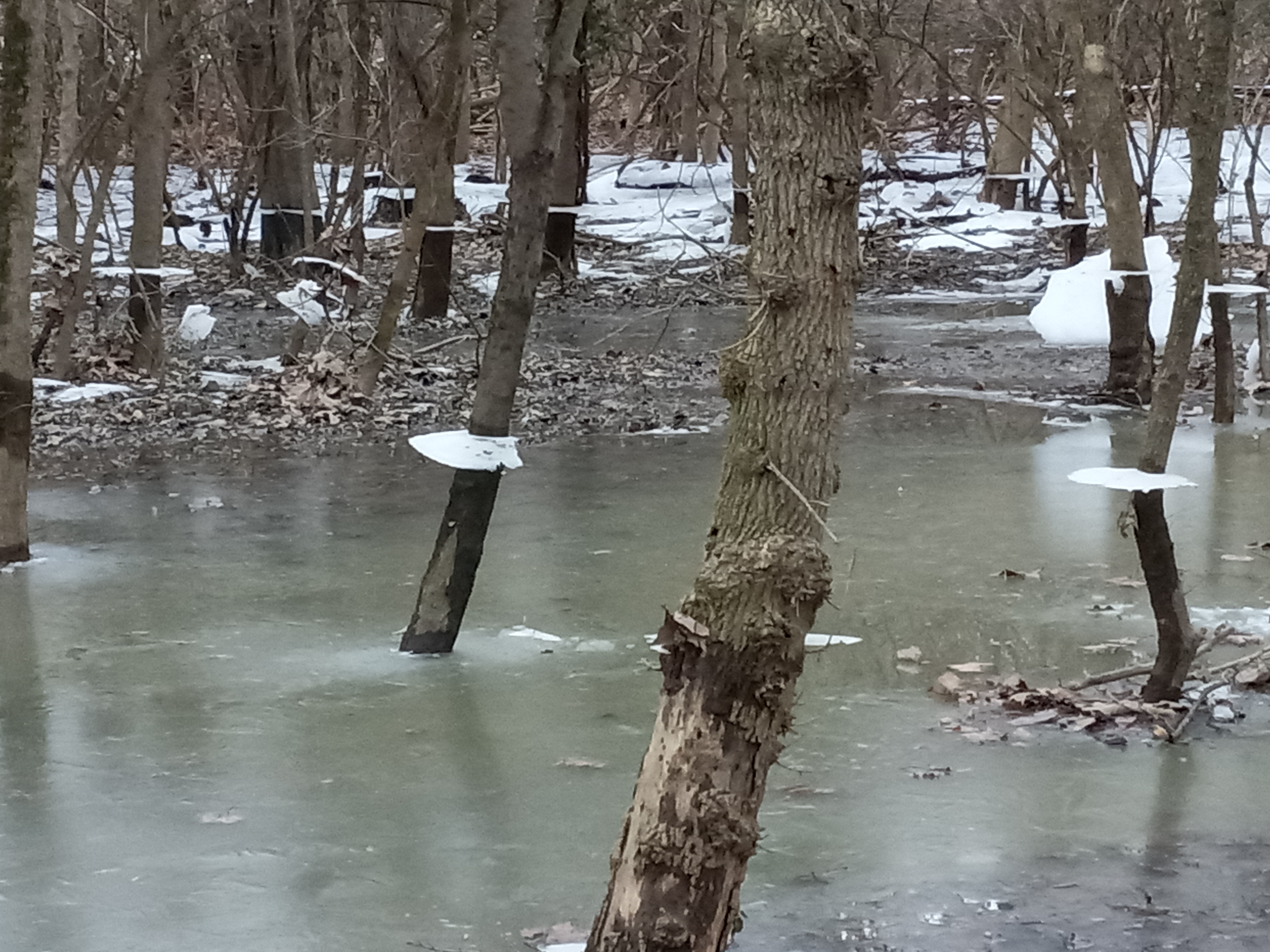 Have You Ever Seen Ice Skirts on Trees?