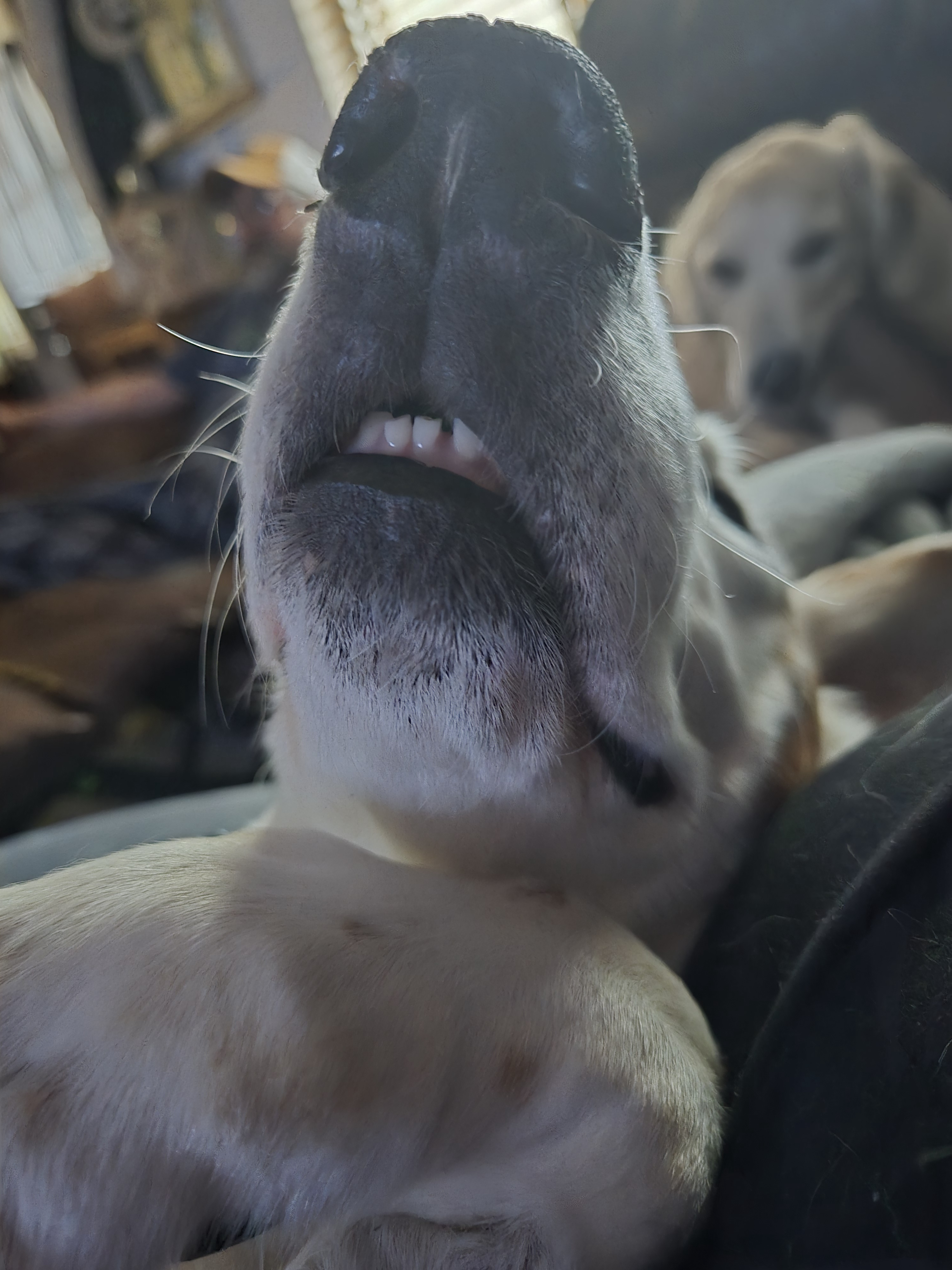 The adorable symphony of a snoring dog.