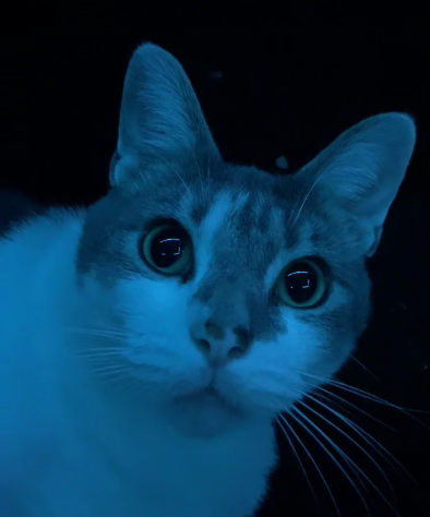 A Cute Little Kitty!