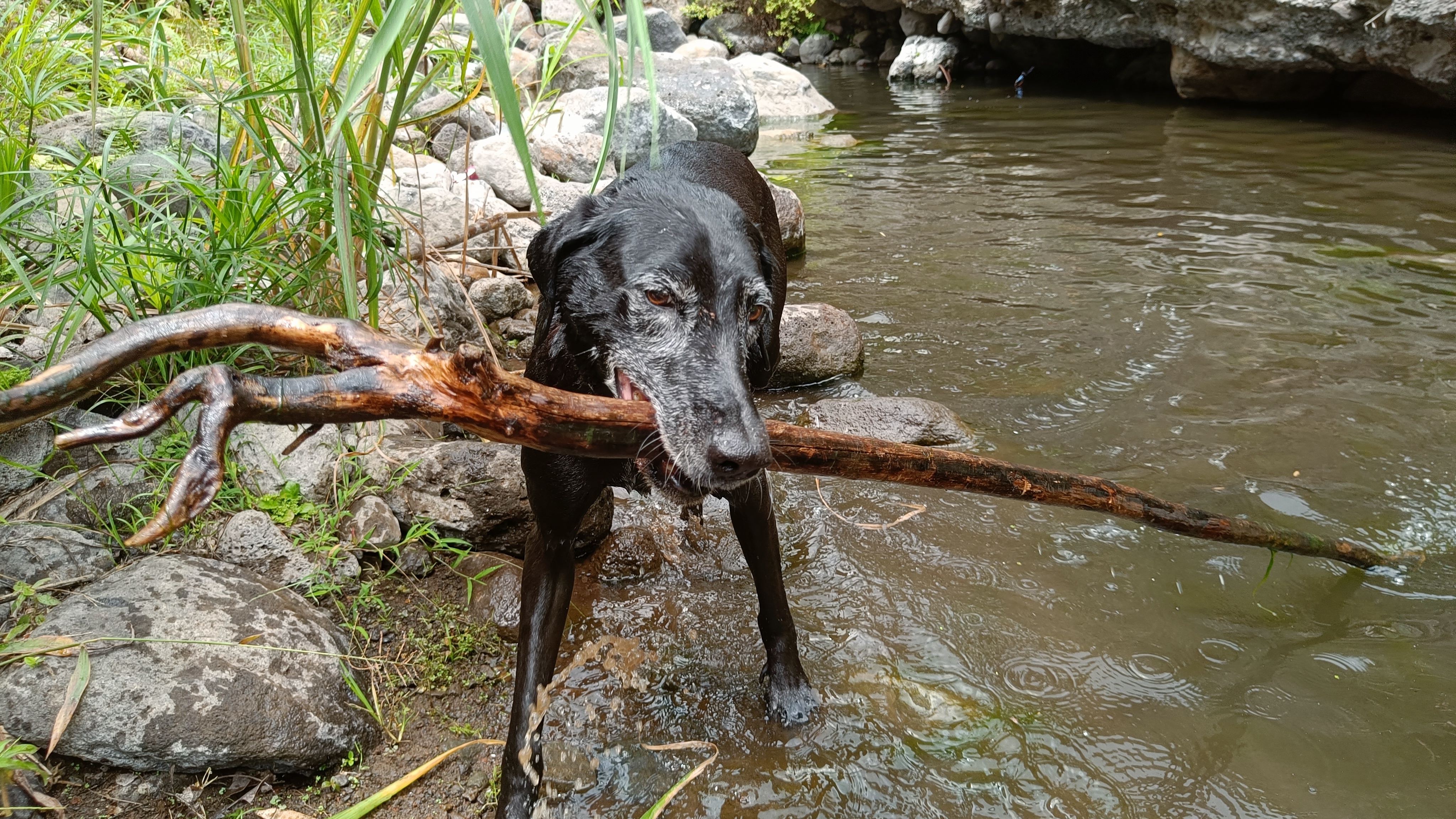 Imagine if my dog could transform into Gandalf – now that would be epic!