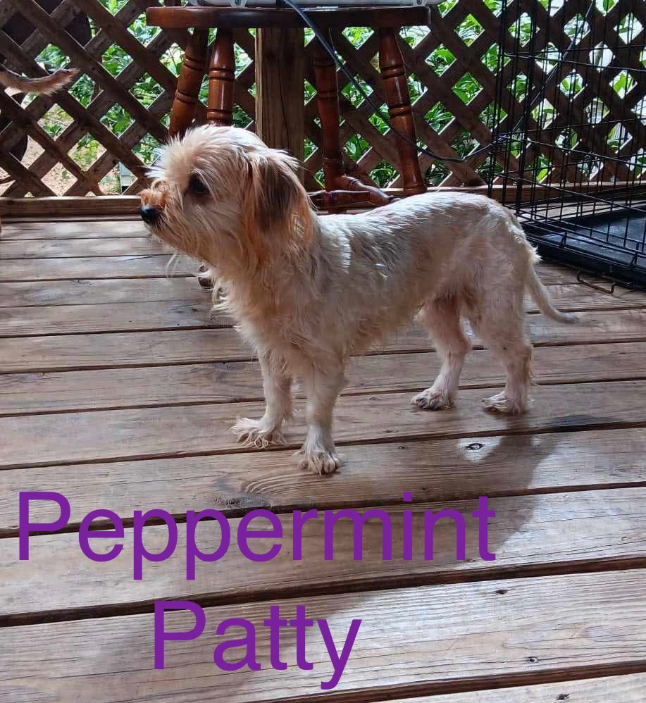 The Charming Peppermint Patty